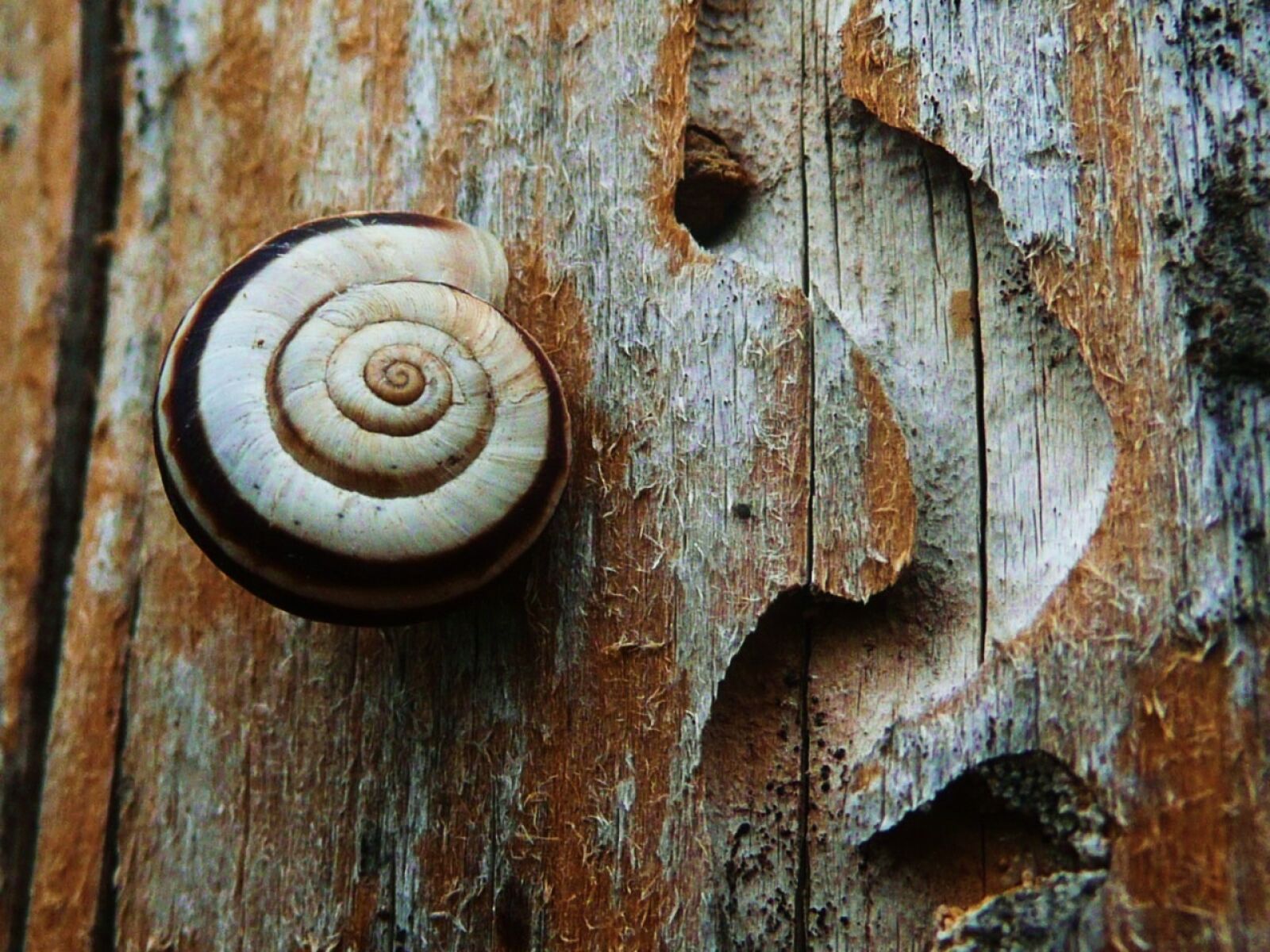 Panasonic DMC-TZ3 sample photo. Snail, nature, wildlife photography