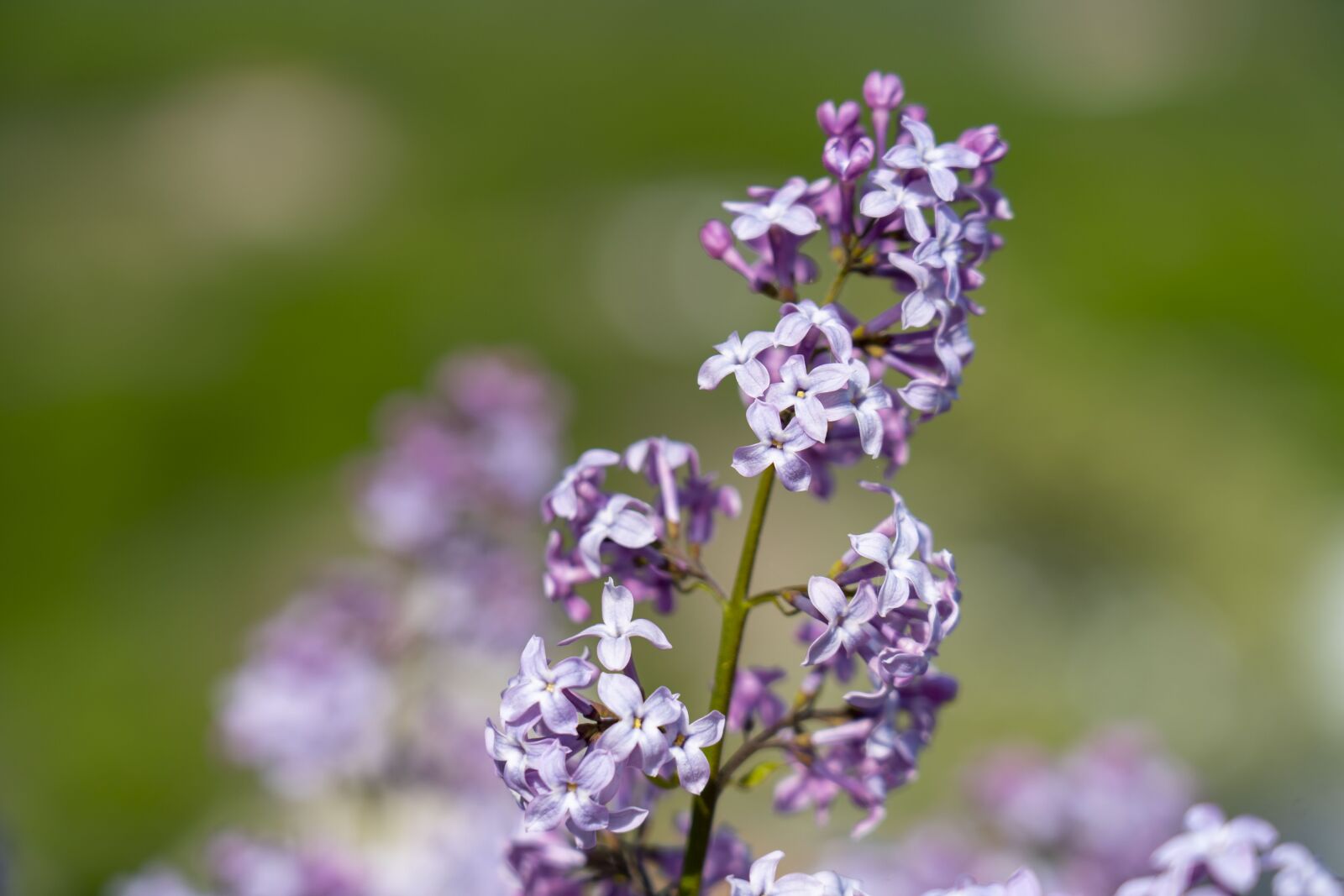 Sony FE 24-105mm F4 G OSS sample photo. Lilac, flower, spring photography