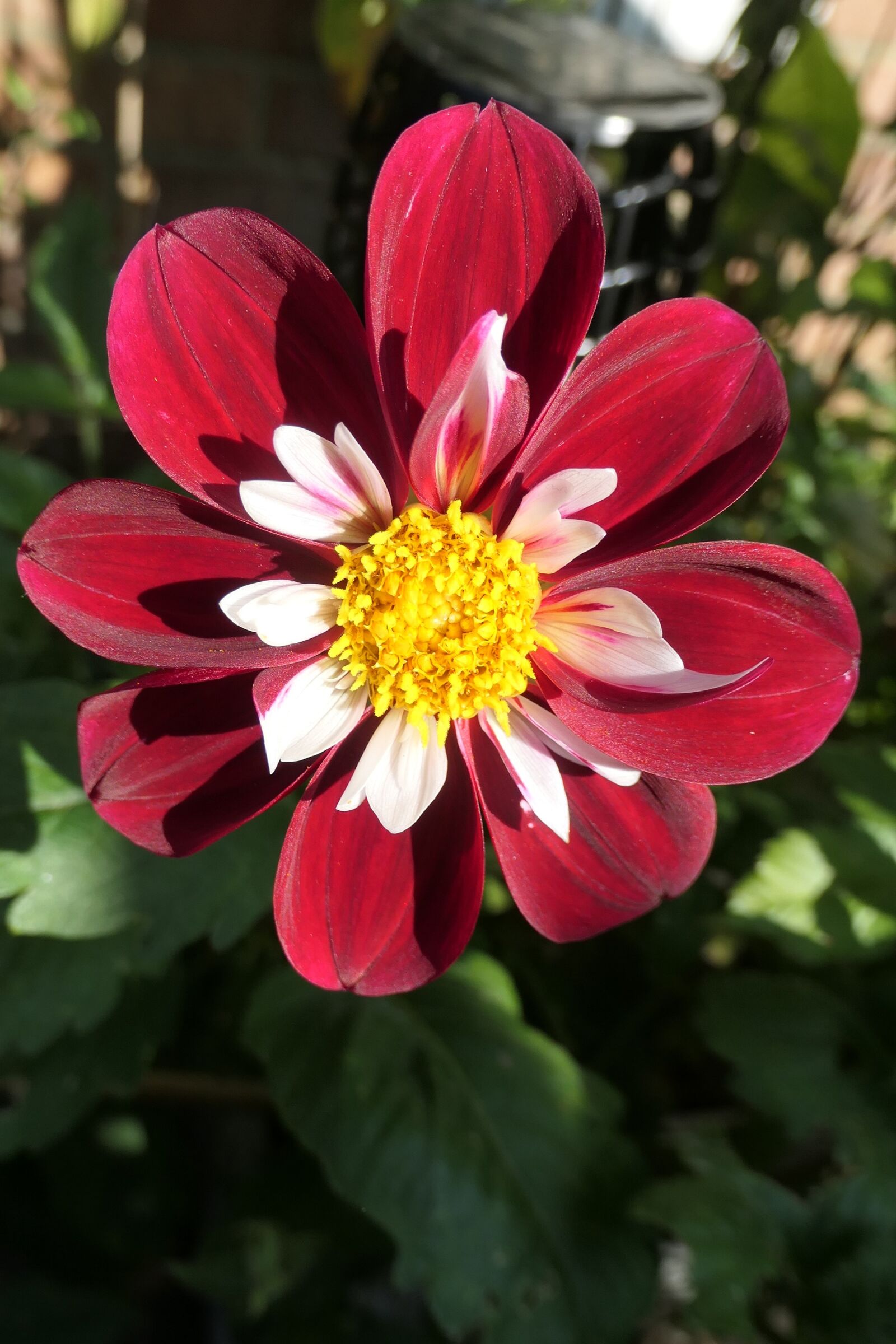 Panasonic DC-TZ200 sample photo. Dahlia, mary evelyn, flower photography