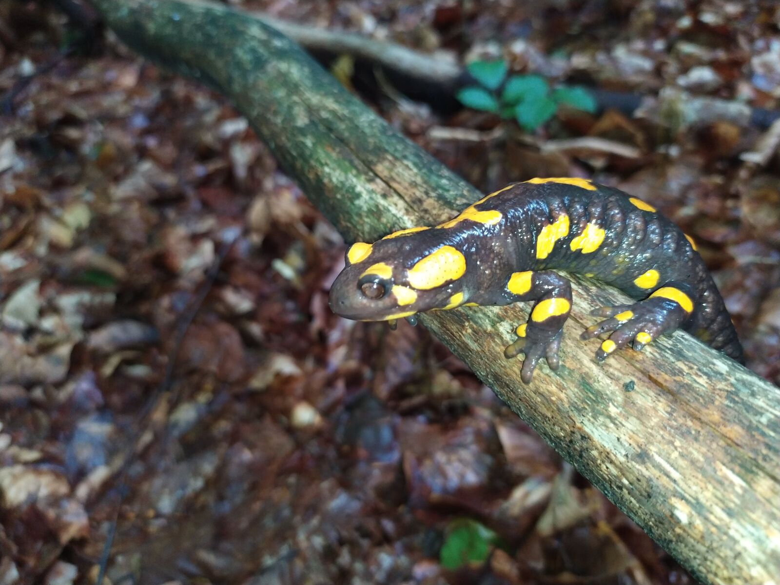 Xiaomi Redmi Note 7 sample photo. Amphibians, salamander, fire salamander photography