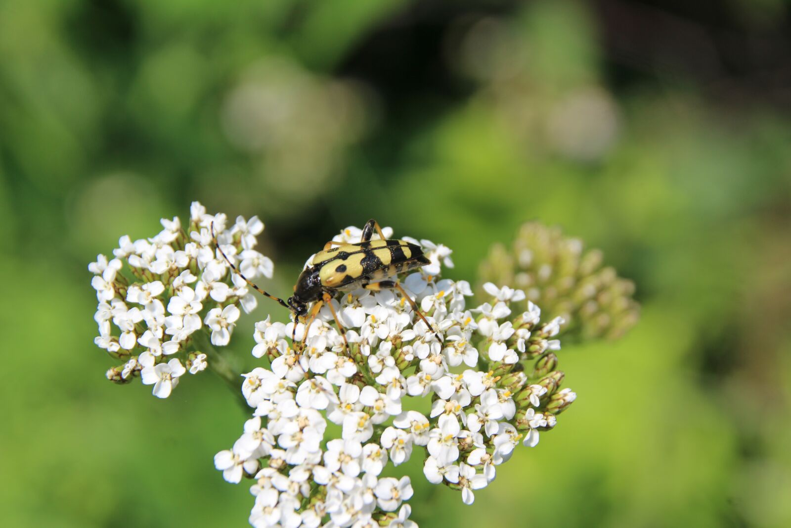 Canon EOS 1200D (EOS Rebel T5 / EOS Kiss X70 / EOS Hi) sample photo. Beetle, flower, macro photography