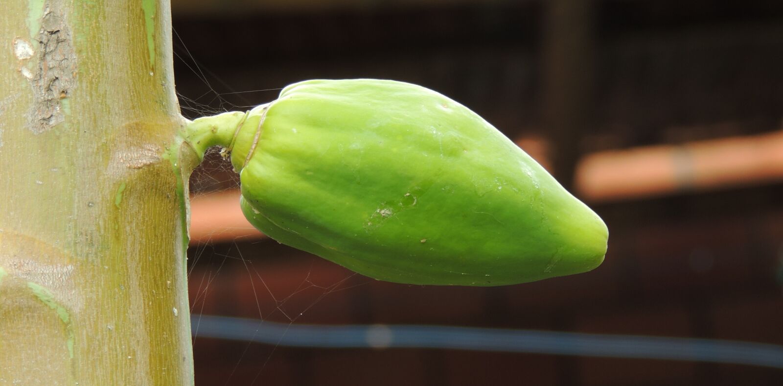 Nikon Coolpix P510 sample photo. Fruit, nature, papaya photography