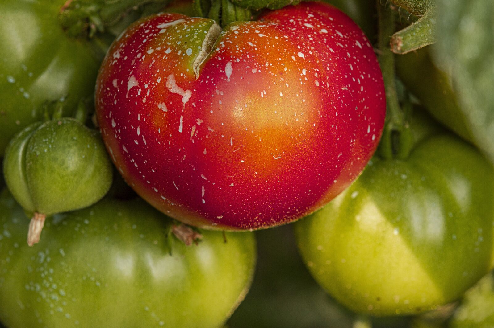 TAMRON SP 180mm F3.5 Di MACRO 1:1 B01N sample photo. Tomatoes, garden, vegetables photography