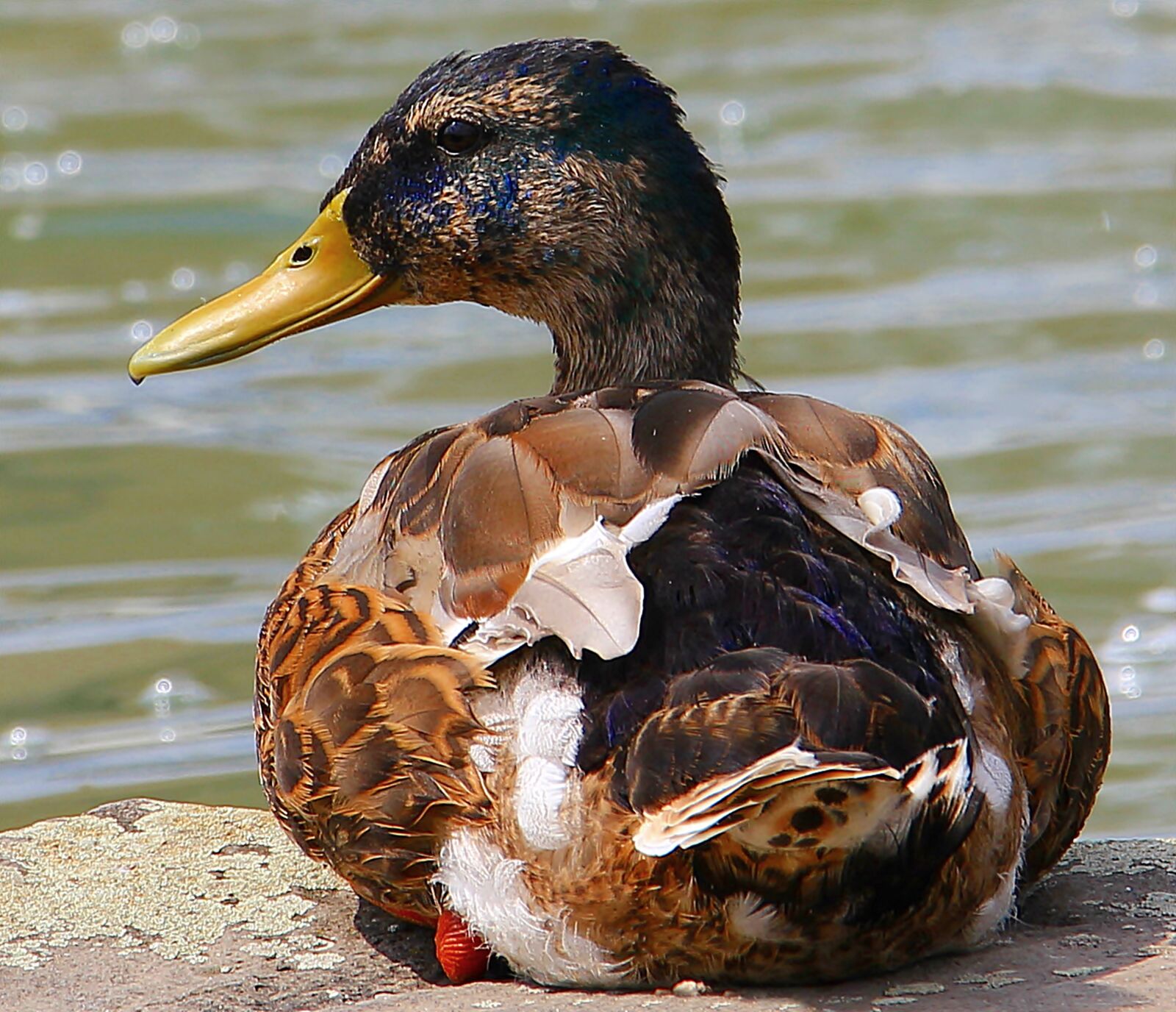 Canon EOS 550D (EOS Rebel T2i / EOS Kiss X4) sample photo. Duck, drake, federtier photography