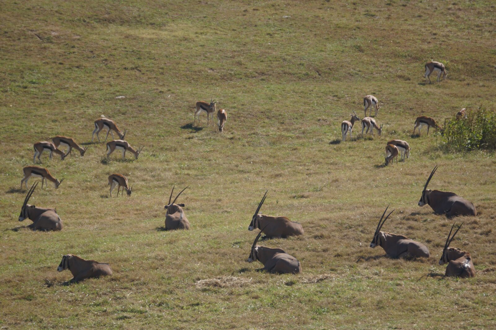Sony SLT-A77 sample photo. Savannah, antelope, herd photography