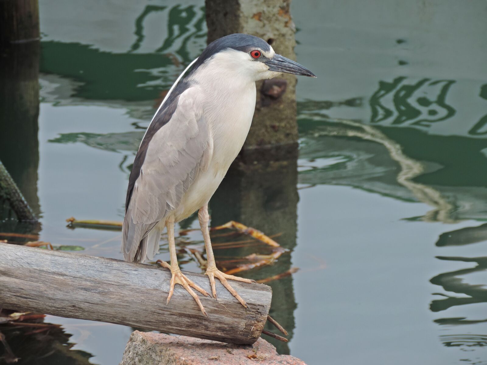 Nikon Coolpix P520 sample photo. Birds, wildlife, body of photography