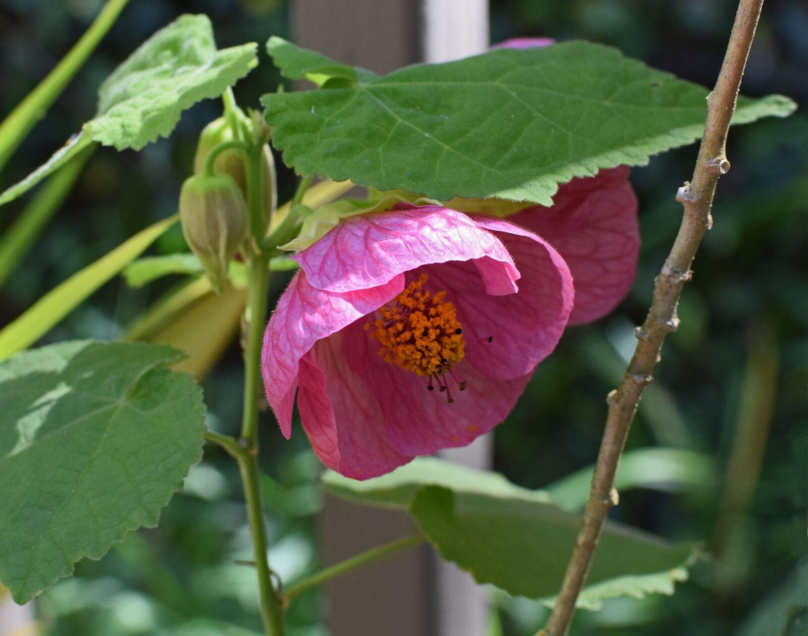 Nikon D3300 sample photo. Flowering maple, container plant photography