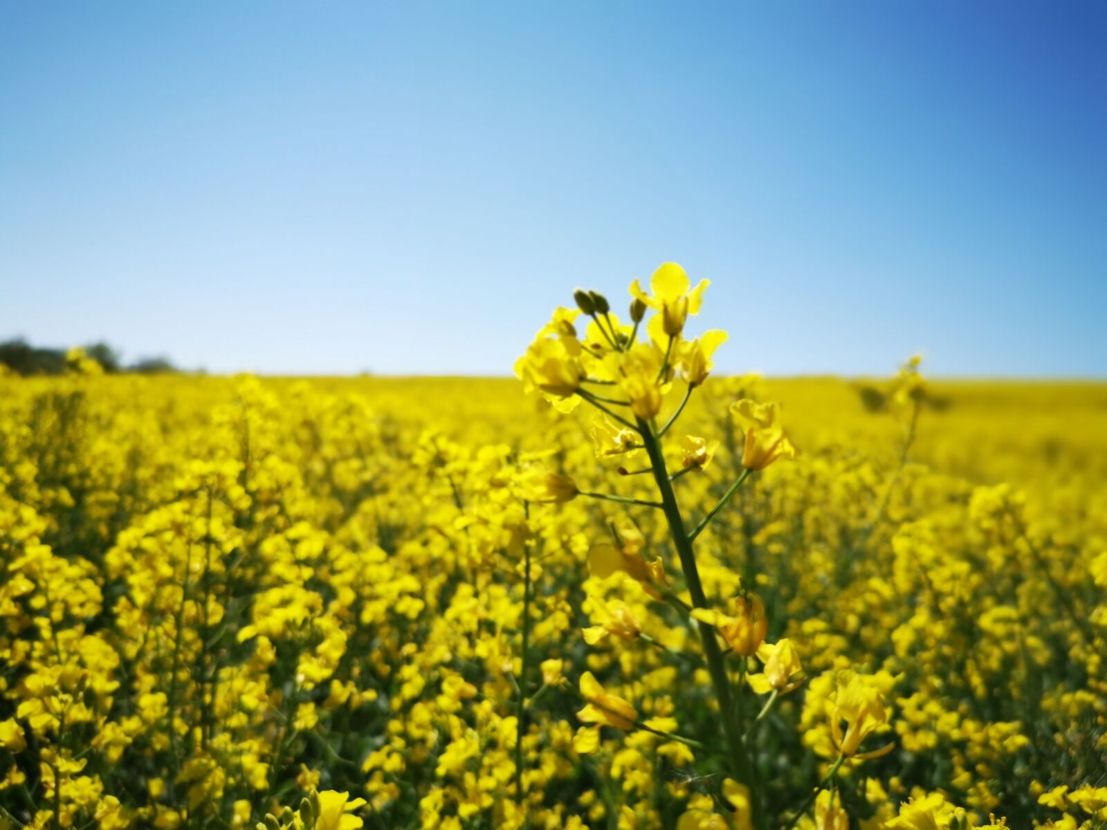 HUAWEI LYA-L29 sample photo. Oilseed rape, field, gel photography