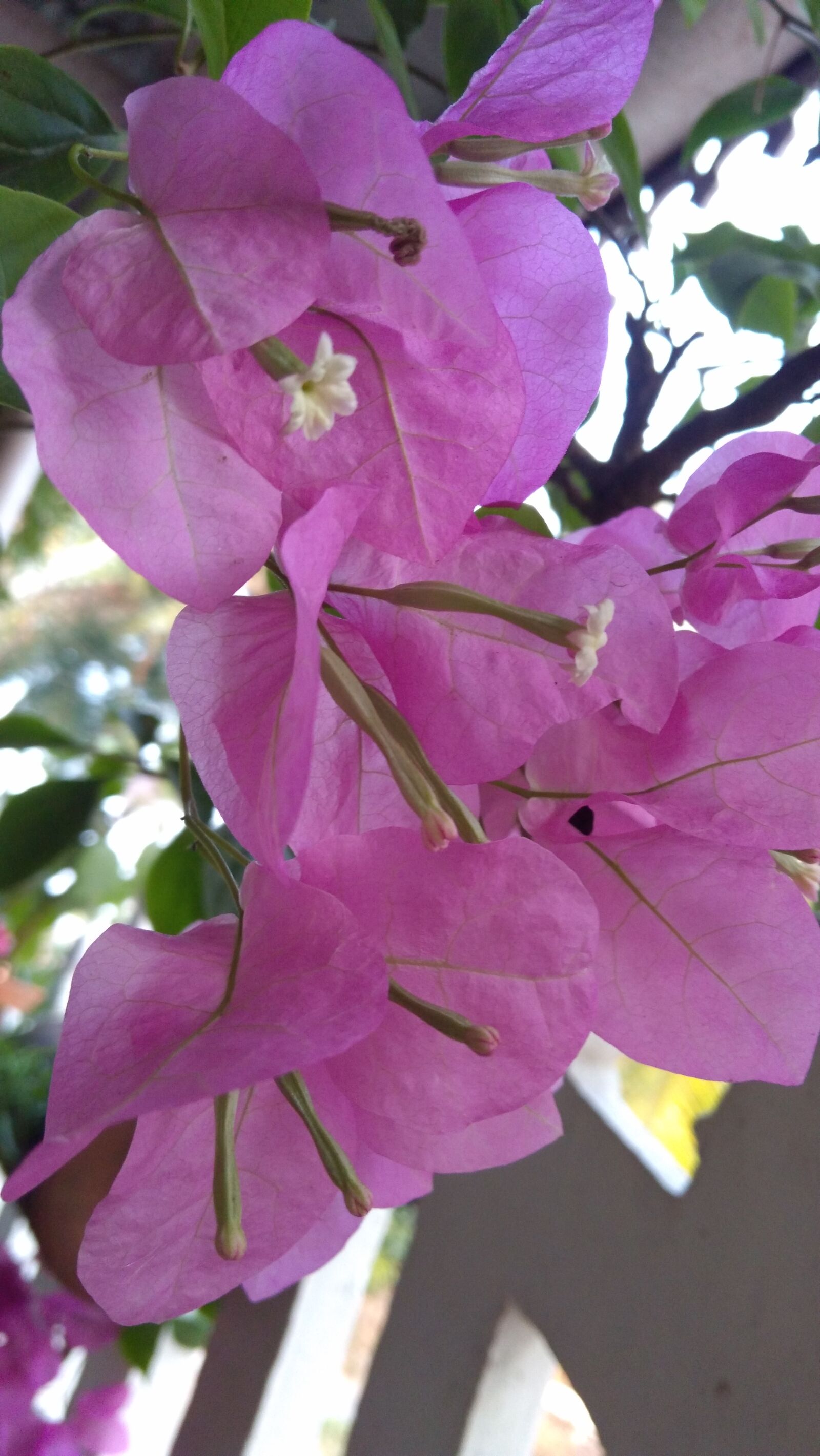 Lenovo K6 NOTE sample photo