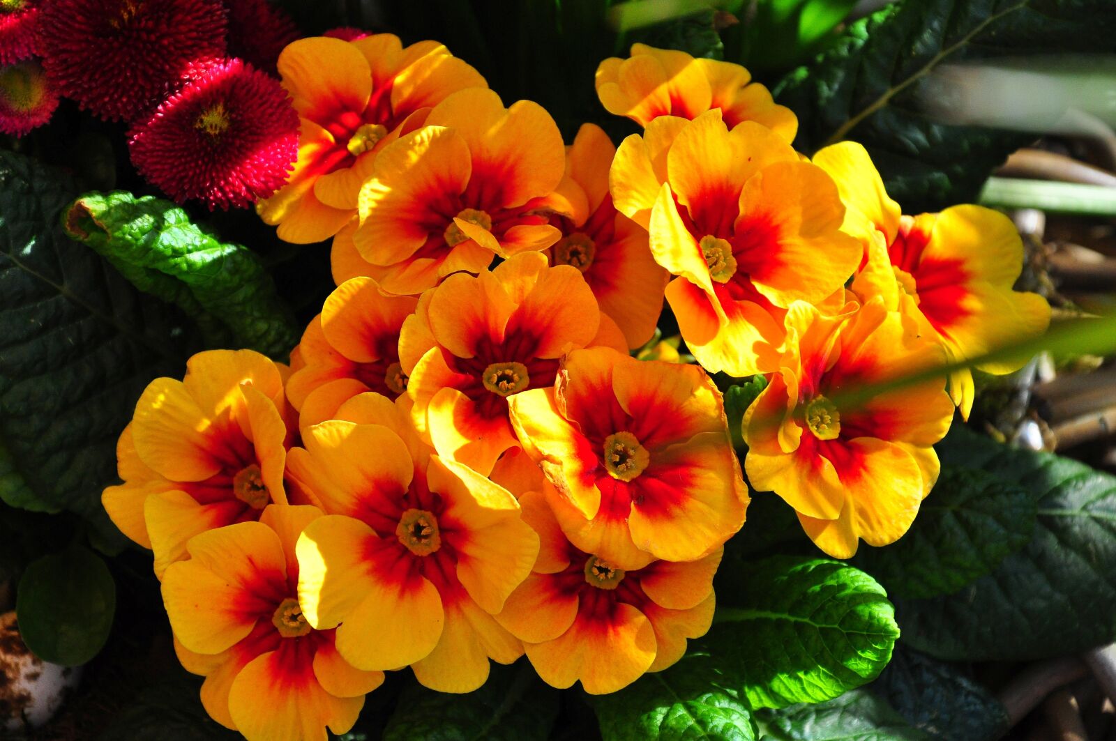Nikon D5000 sample photo. Flower, nature, sun photography