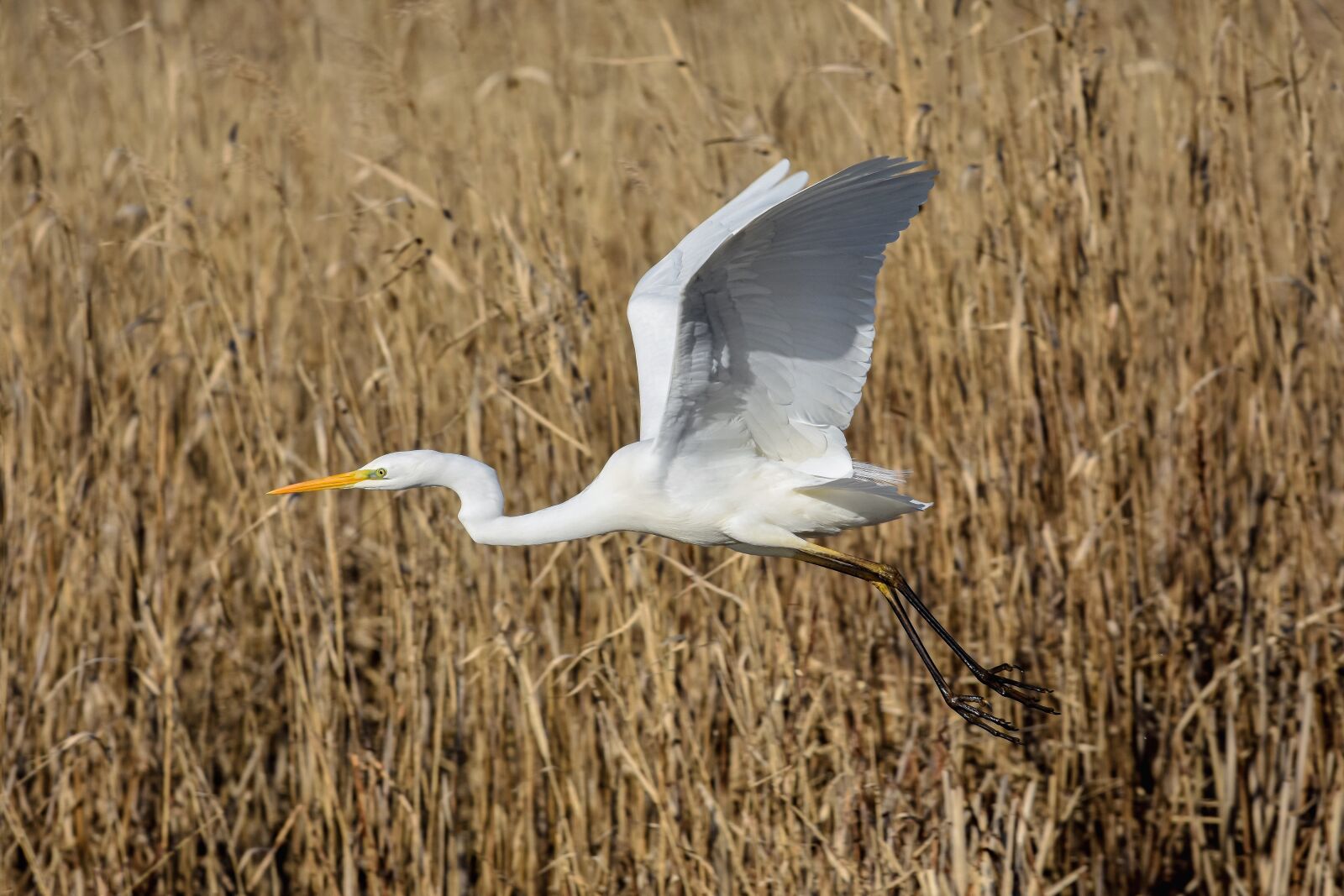 Nikon D7200 sample photo. Animal, pond, waterweed photography