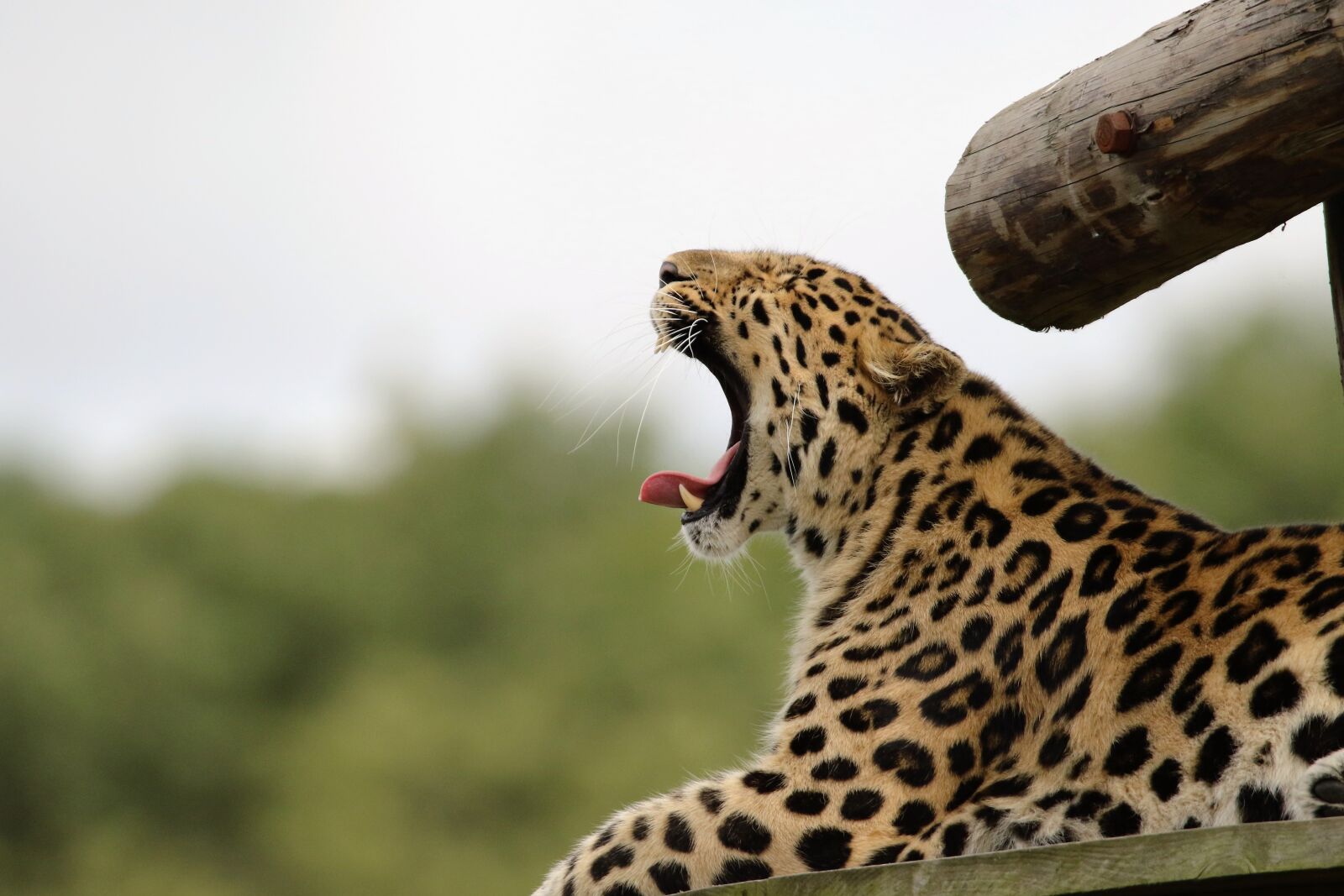 Canon EOS 7D Mark II sample photo. Leopard, big cat, spots photography