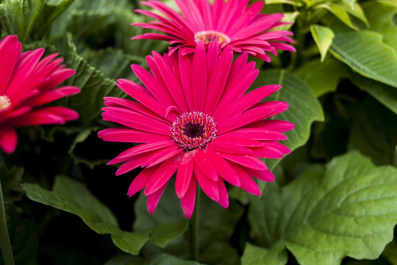 Nikon D60 sample photo. Linda flower, nature, flower photography