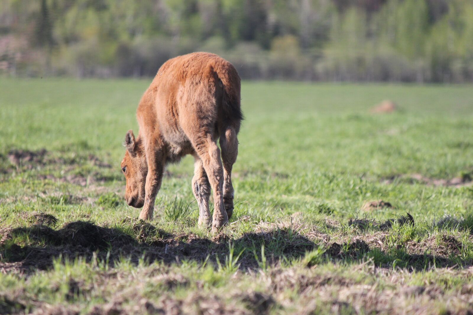 Canon EOS 500D (EOS Rebel T1i / EOS Kiss X3) sample photo. Buffalo, baby buffalo, young photography