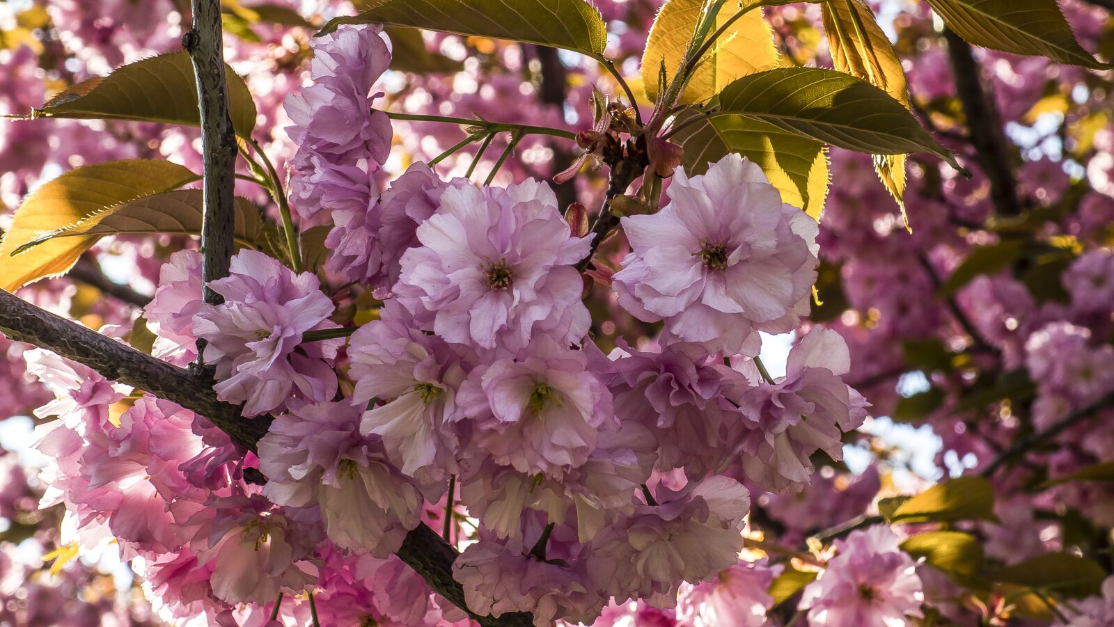 Sony Cyber-shot DSC-RX100 sample photo. Sakura, flowers photography