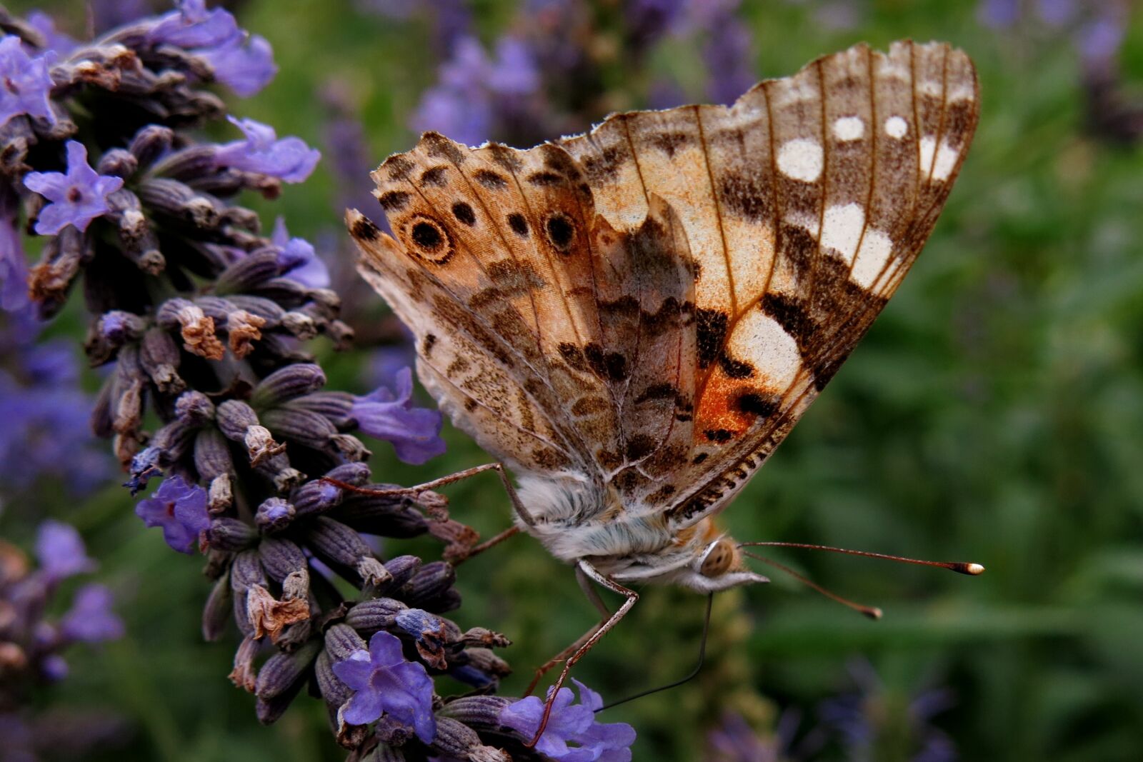 Canon PowerShot G15 sample photo. Vanessa cardui, edelfalter, butterfly photography