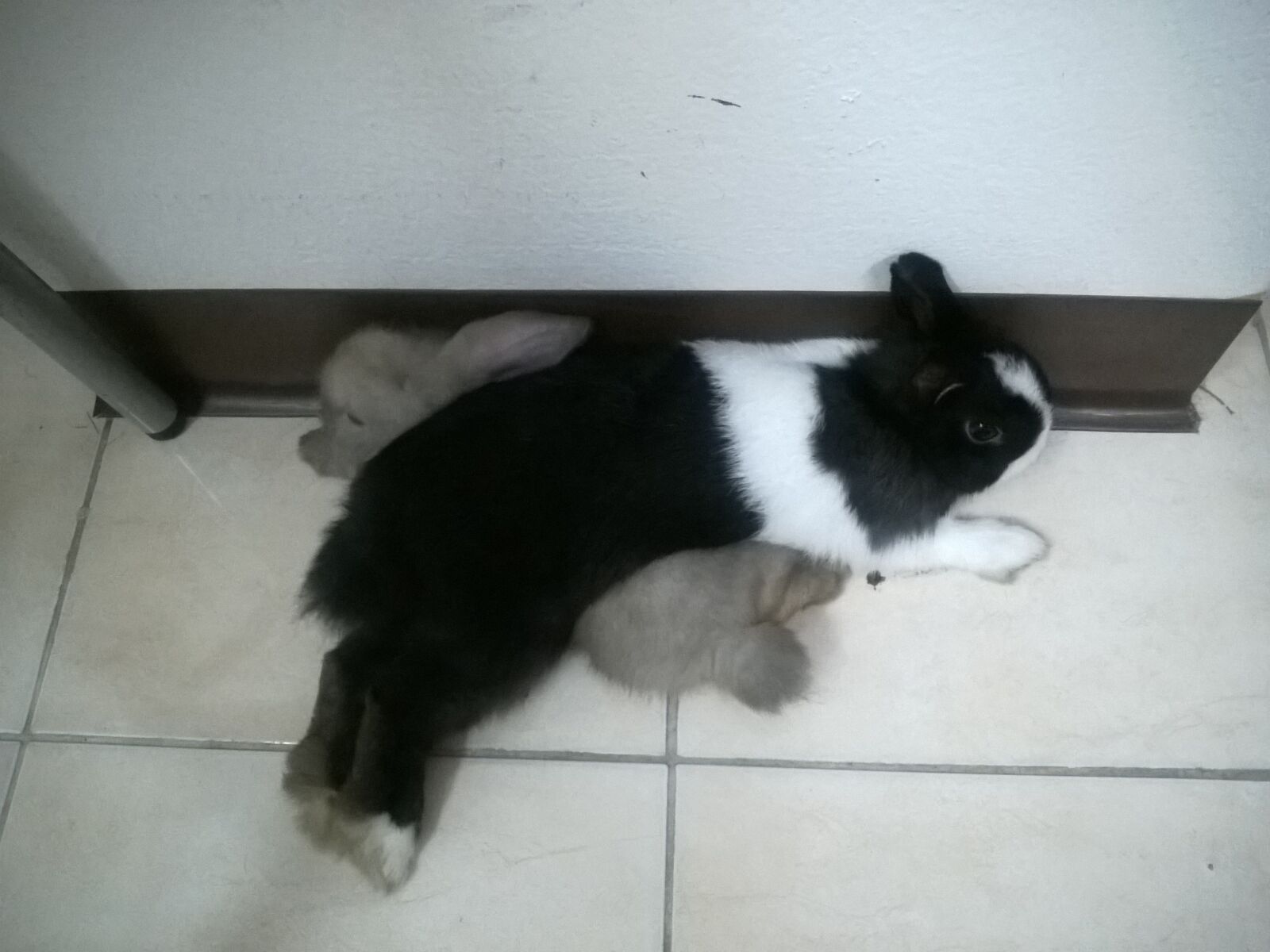Microsoft Lumia 640 LTE sample photo. Easter, bunny, rabbit photography