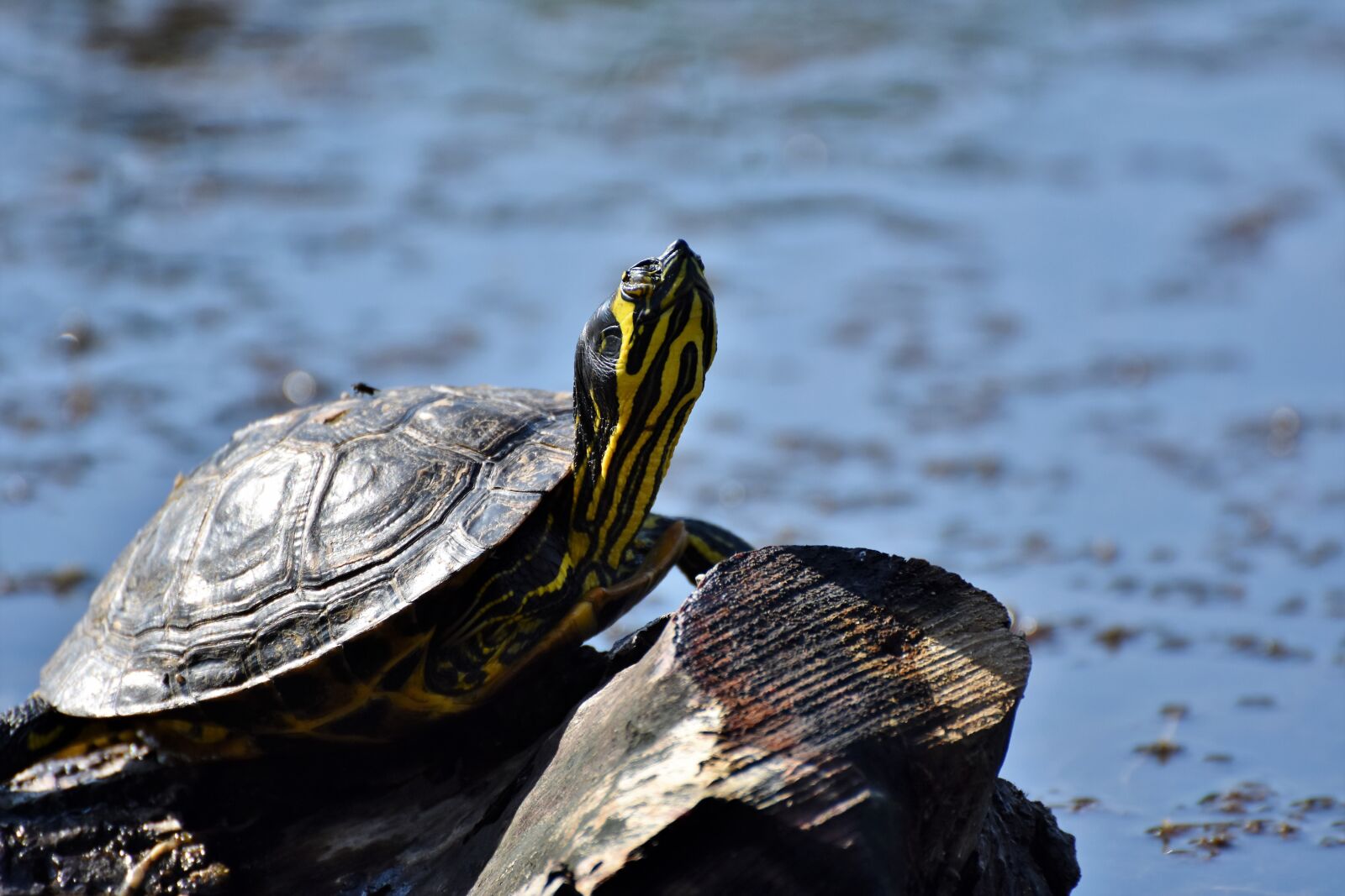 Nikon D7200 sample photo. Turtles, reptile, tortoise shell photography