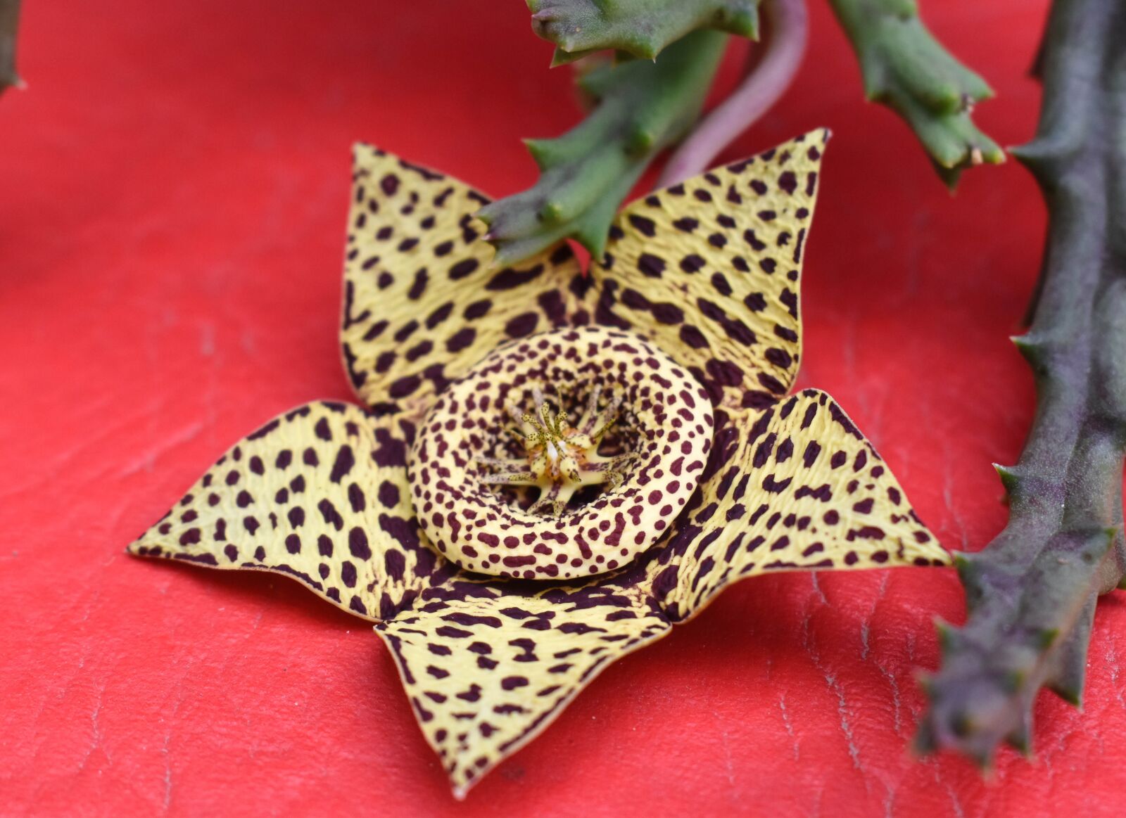 Nikon D5500 sample photo. Cactus flower, thorns, flora photography