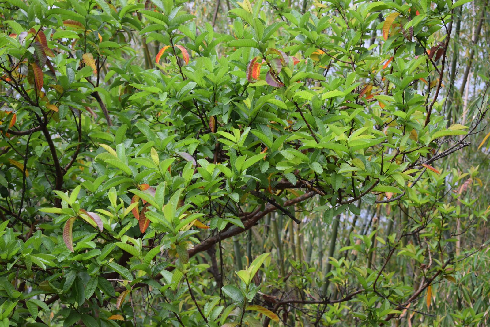 Nikon D5300 sample photo. Green, tree, forest photography