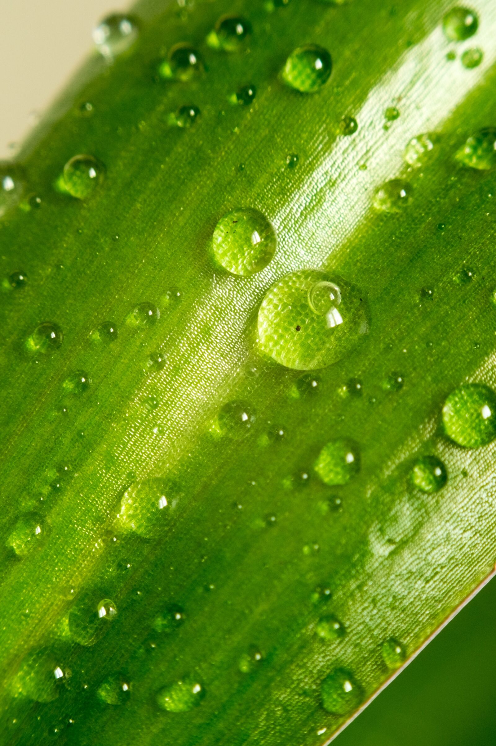 Fujifilm X-T10 sample photo. Leaf, green, water photography
