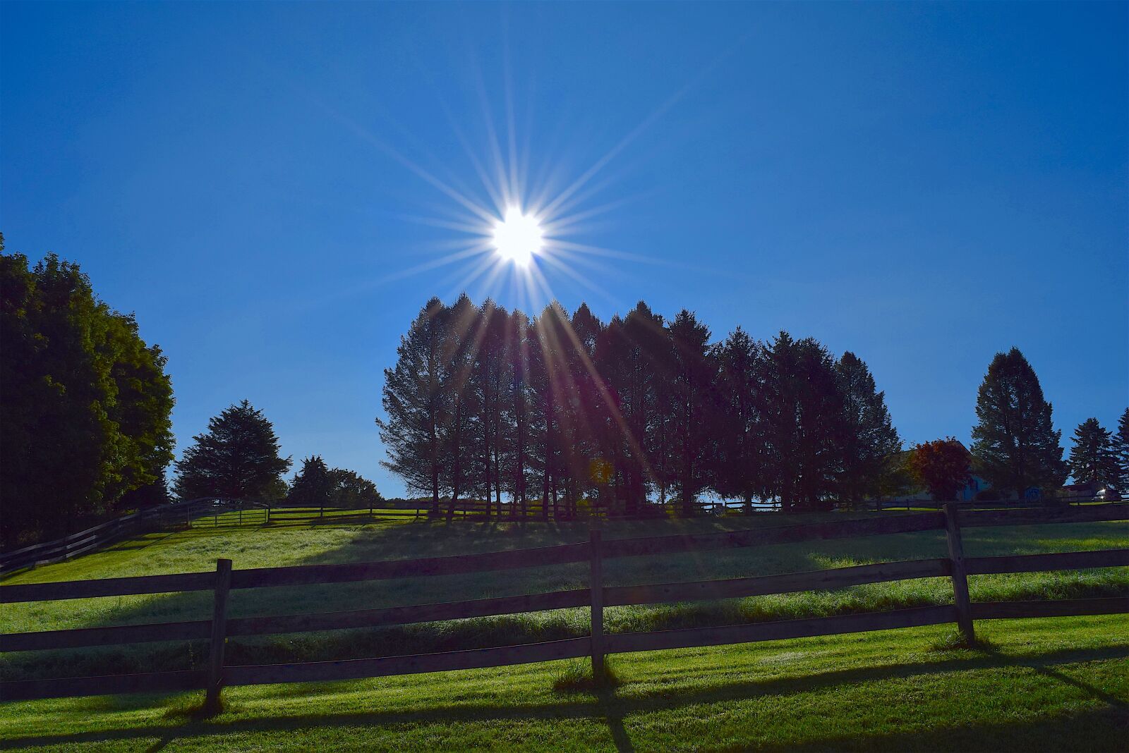 Nikon D3300 sample photo. Trees, sunlight, fence photography