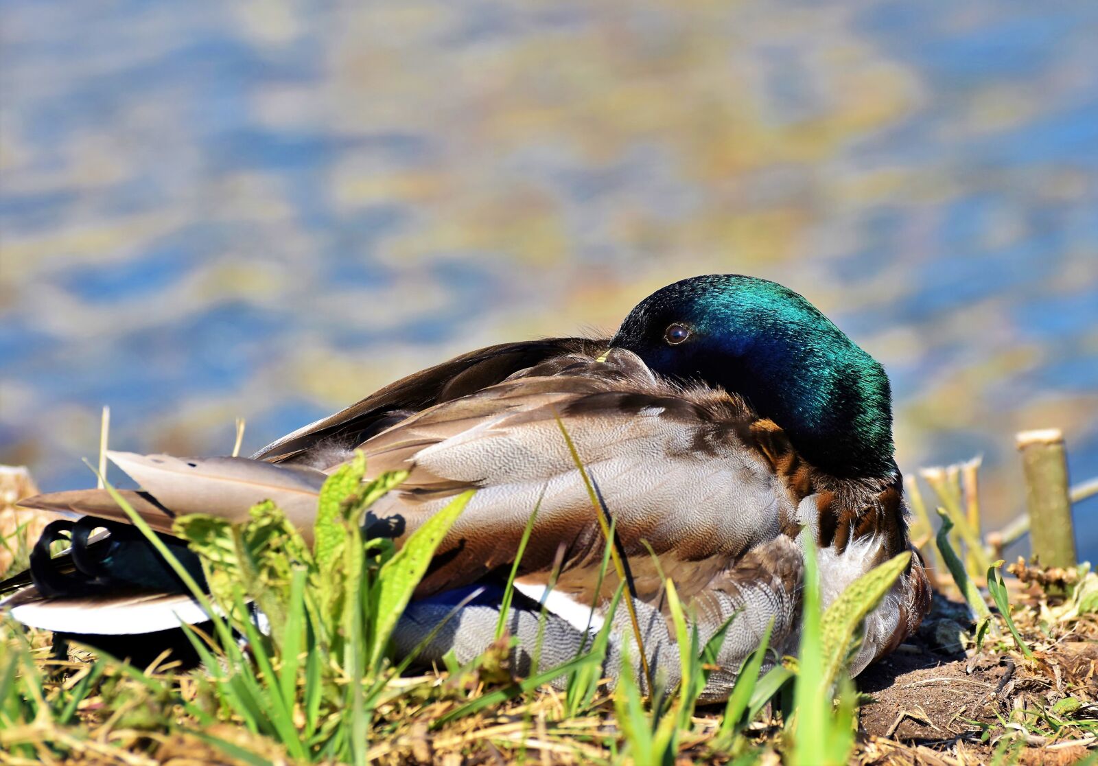 Nikon D7200 sample photo. Mallard, duck, water bird photography