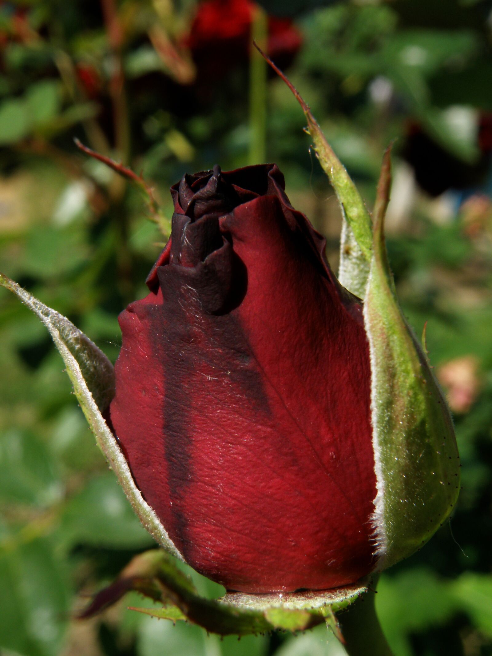 Olympus SP570UZ sample photo. Bud, rose, flower photography