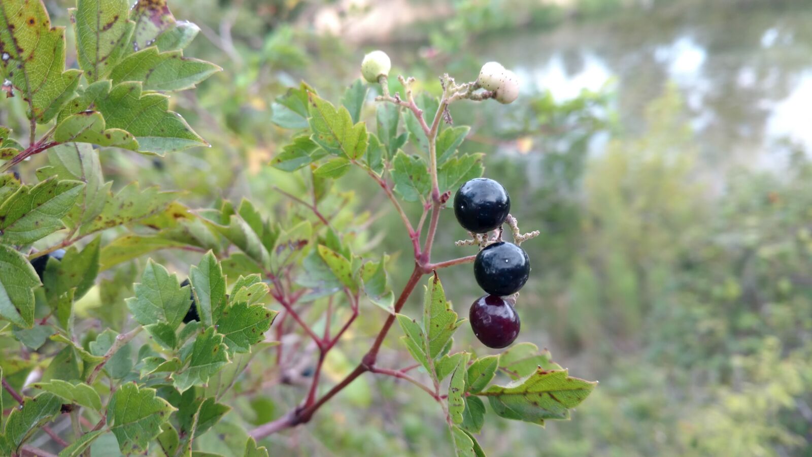 Motorola Moto X Pure Edition sample photo. Berries, bush, wild photography
