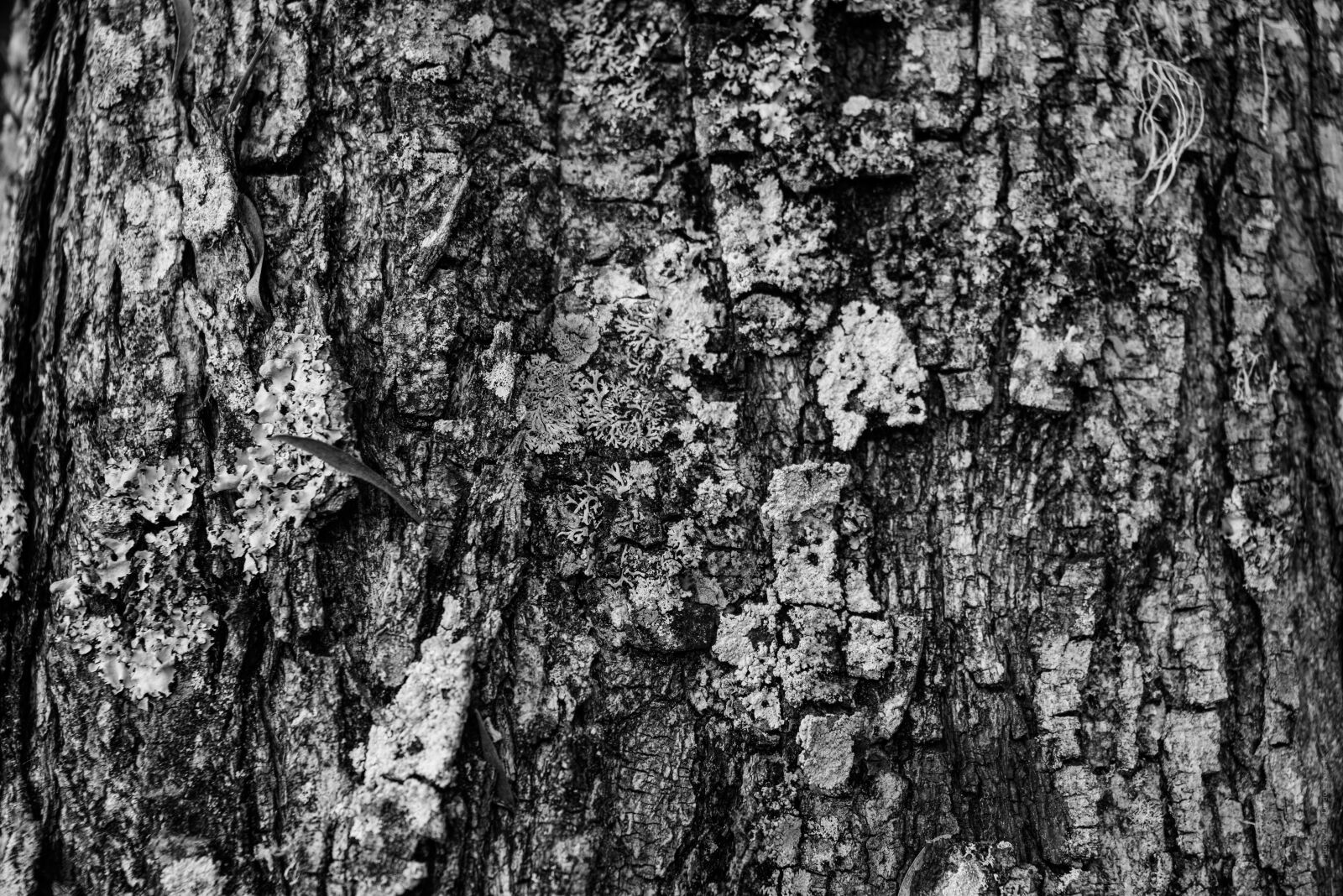 Nikon D800 sample photo. Texture, tree, black and photography