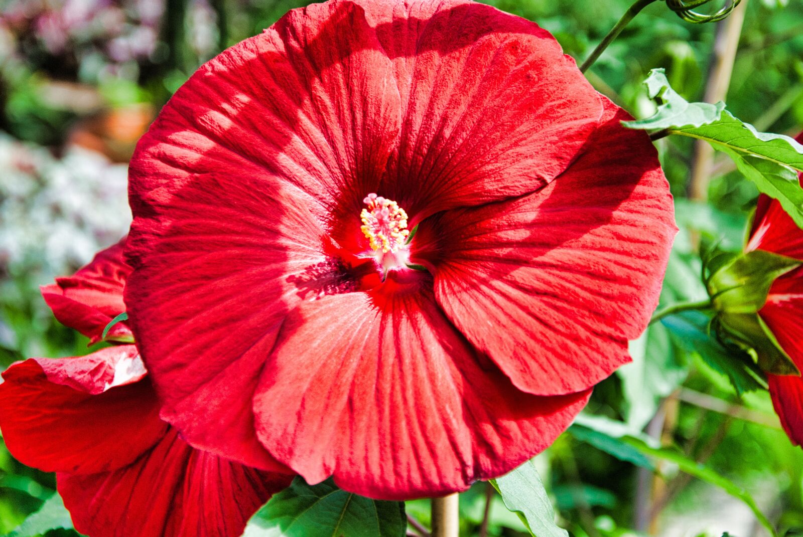 Nikon D80 sample photo. Blossom, bloom, mallow photography