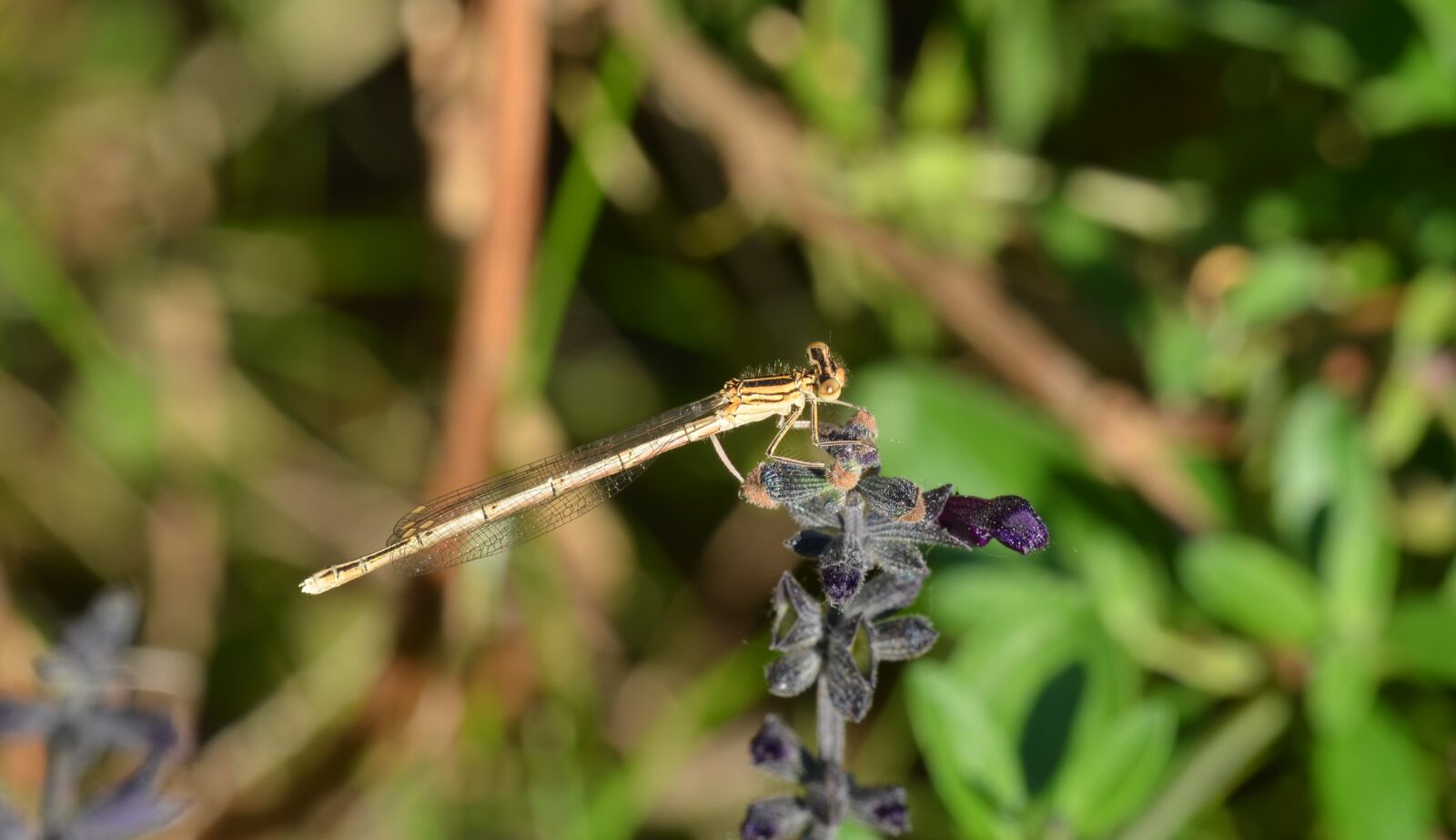Nikon D5100 sample photo. Dragonfly, insect, flower photography