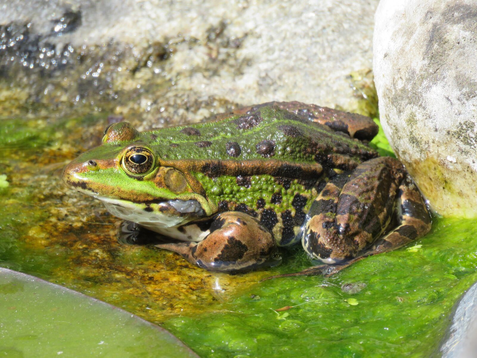 Canon PowerShot SX60 HS sample photo. Frog, pond, water photography