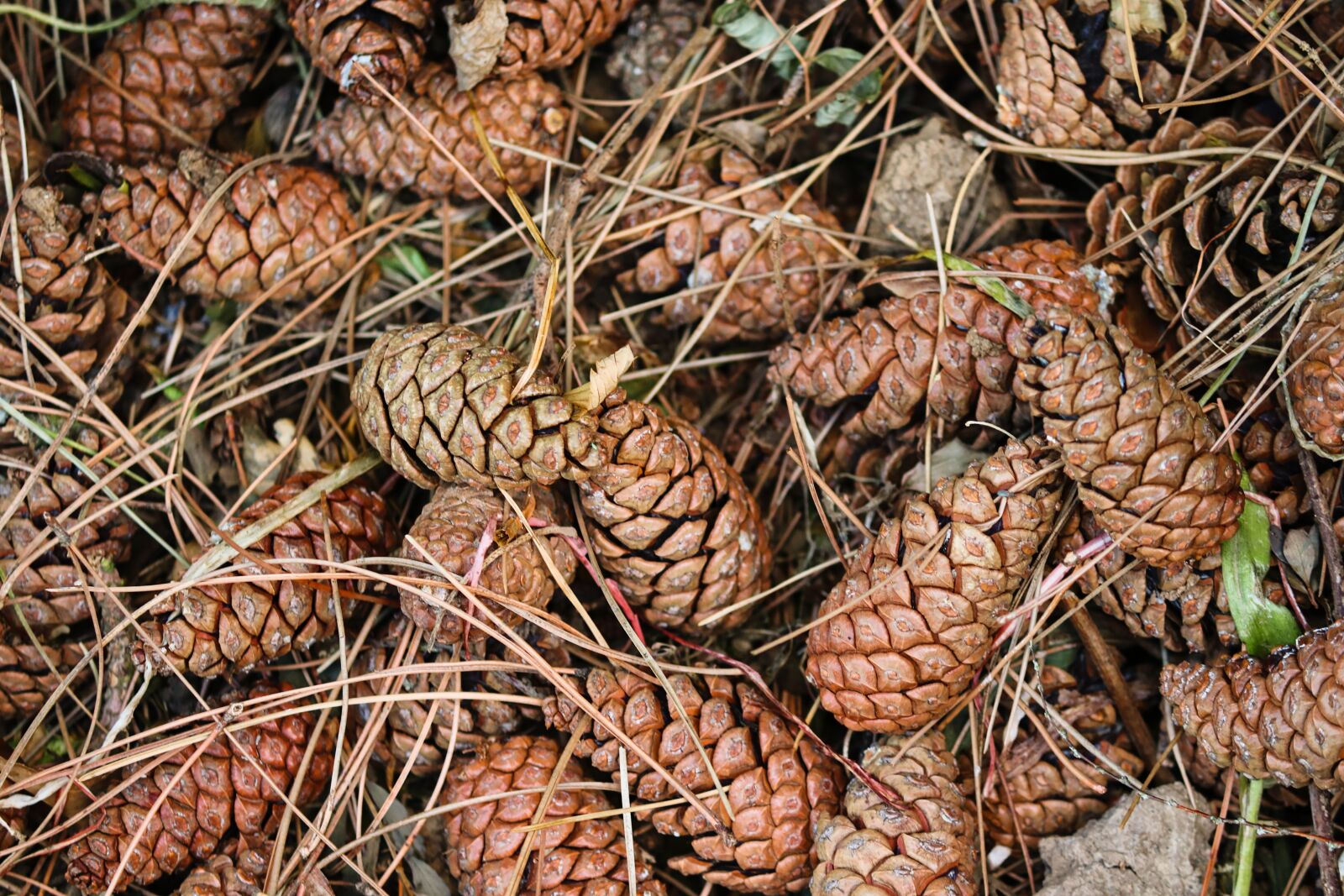 Canon EOS 200D (EOS Rebel SL2 / EOS Kiss X9) sample photo. Pine cones, pine, conifer photography