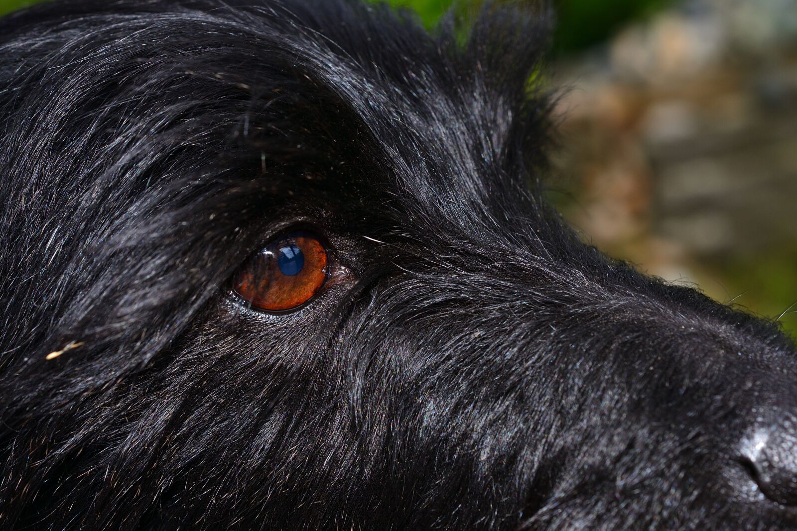 Nikon D3100 sample photo. Dog, eye, puppy photography