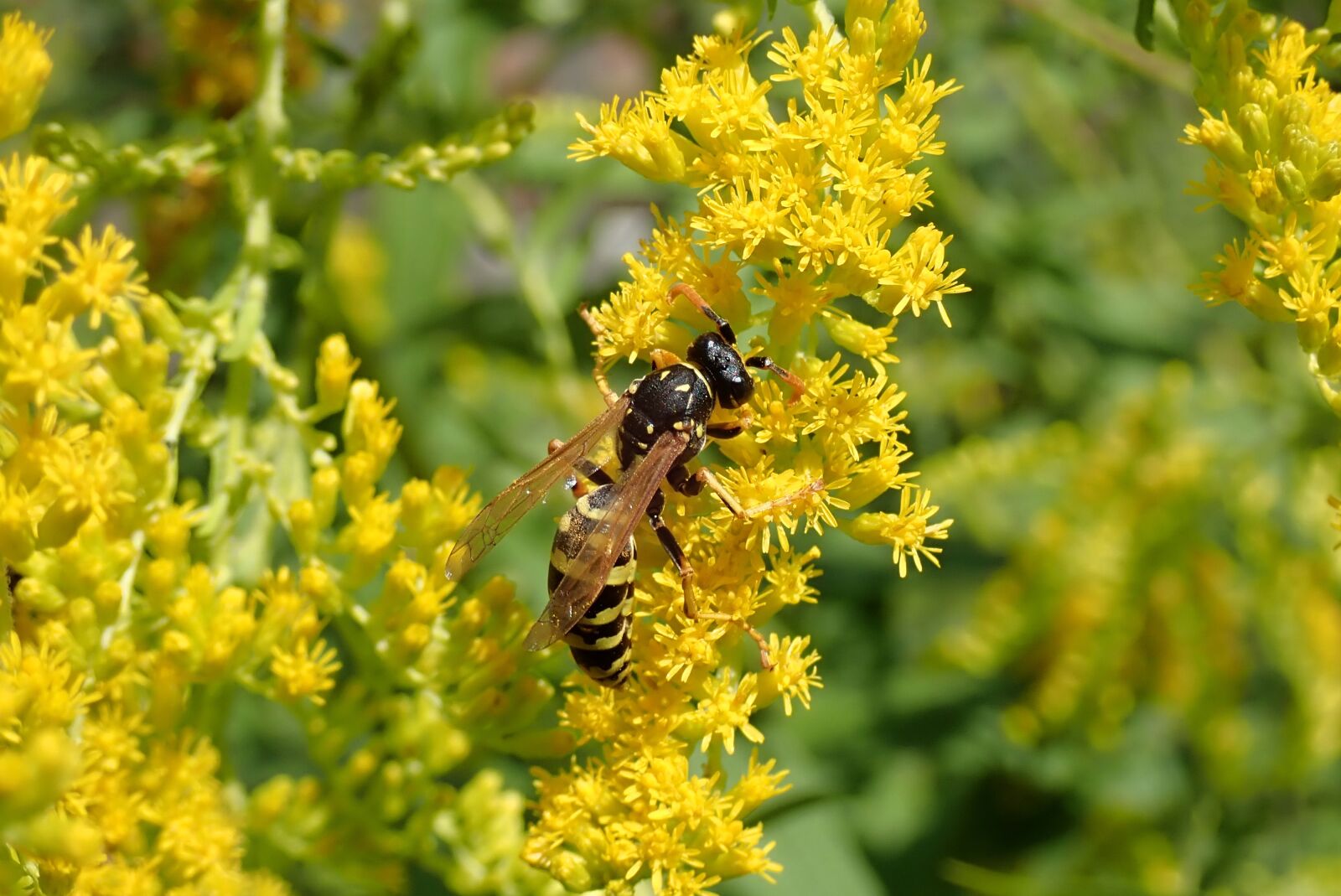 Olympus TG-5 sample photo. Wasp, flower, insect photography