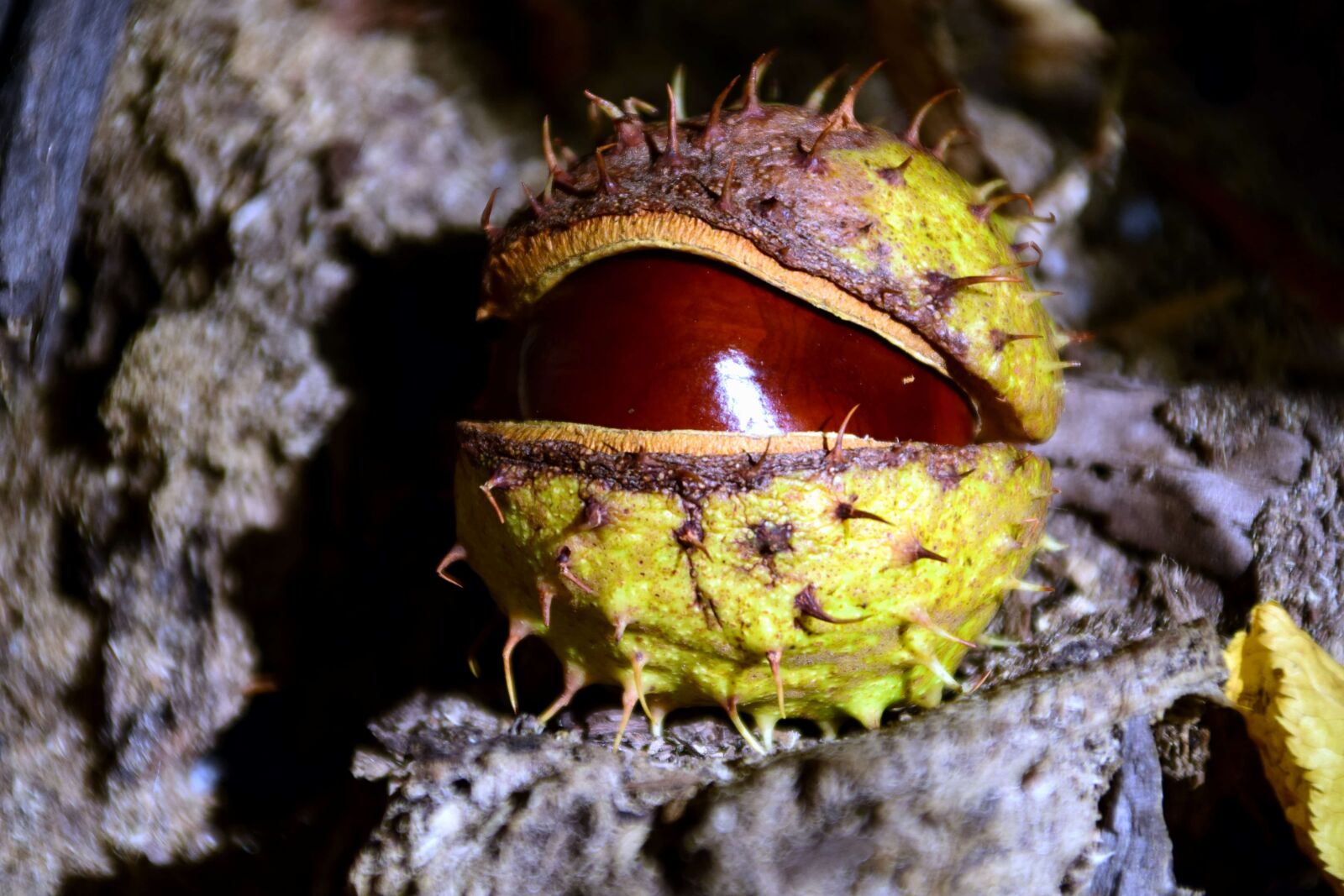 Nikon D3300 sample photo. Plant, wood, bark, chestnut photography