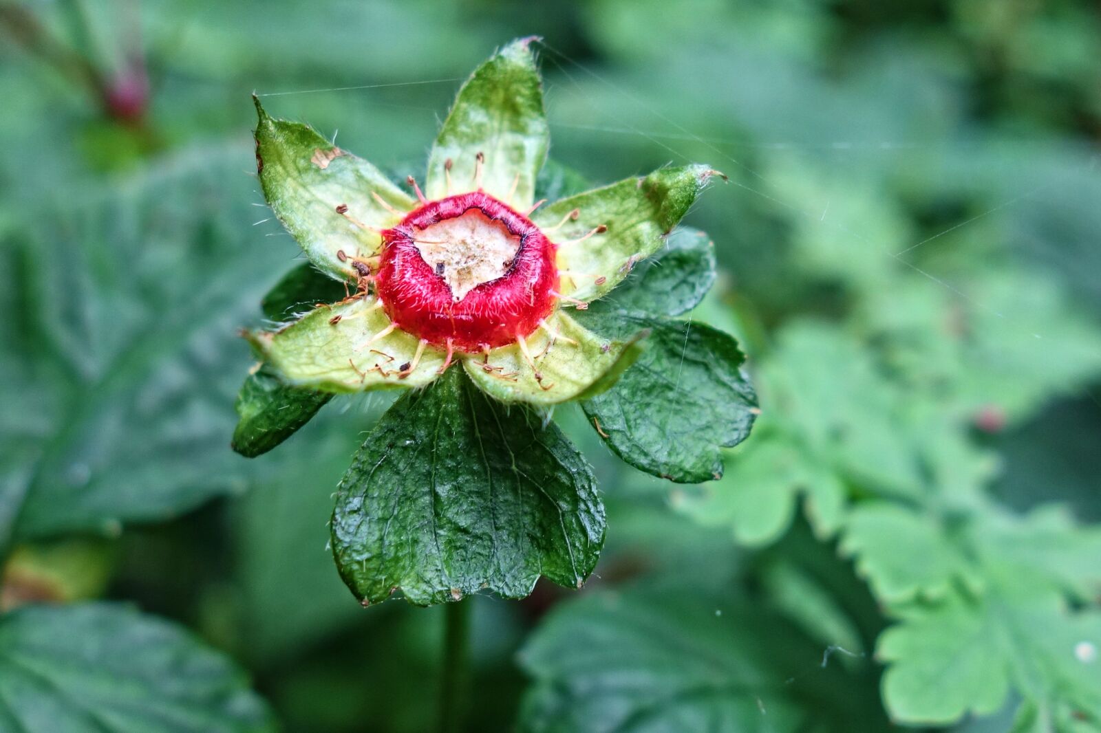 Sony Cyber-shot DSC-RX100 sample photo. Wild strawberry, plant, fruit photography