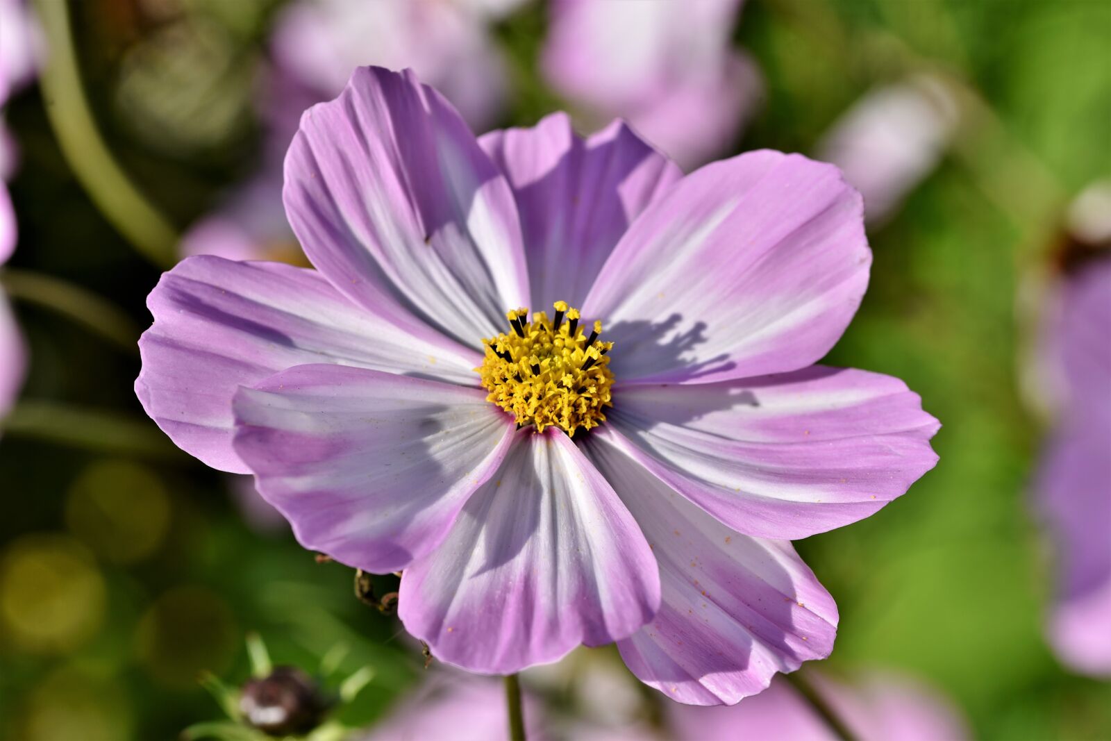 Nikon D7200 sample photo. Cosmea, cosmos, composites photography