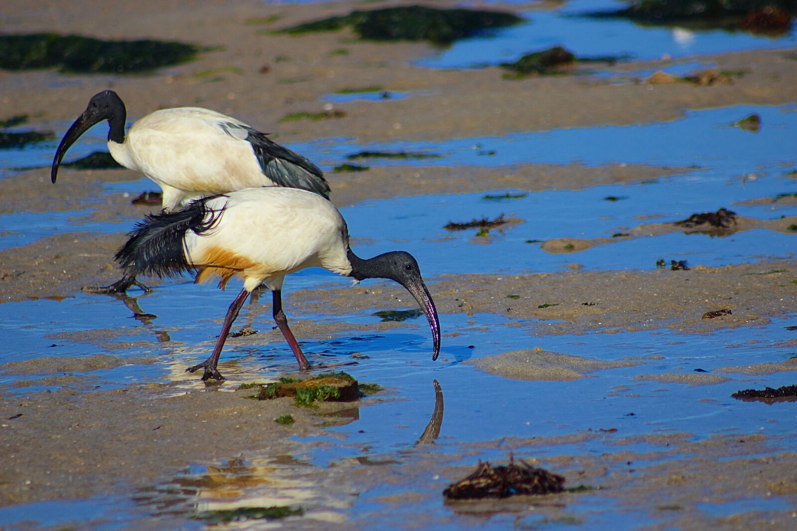 Canon EOS 600D (Rebel EOS T3i / EOS Kiss X5) sample photo. Ibis, bird, nature photography