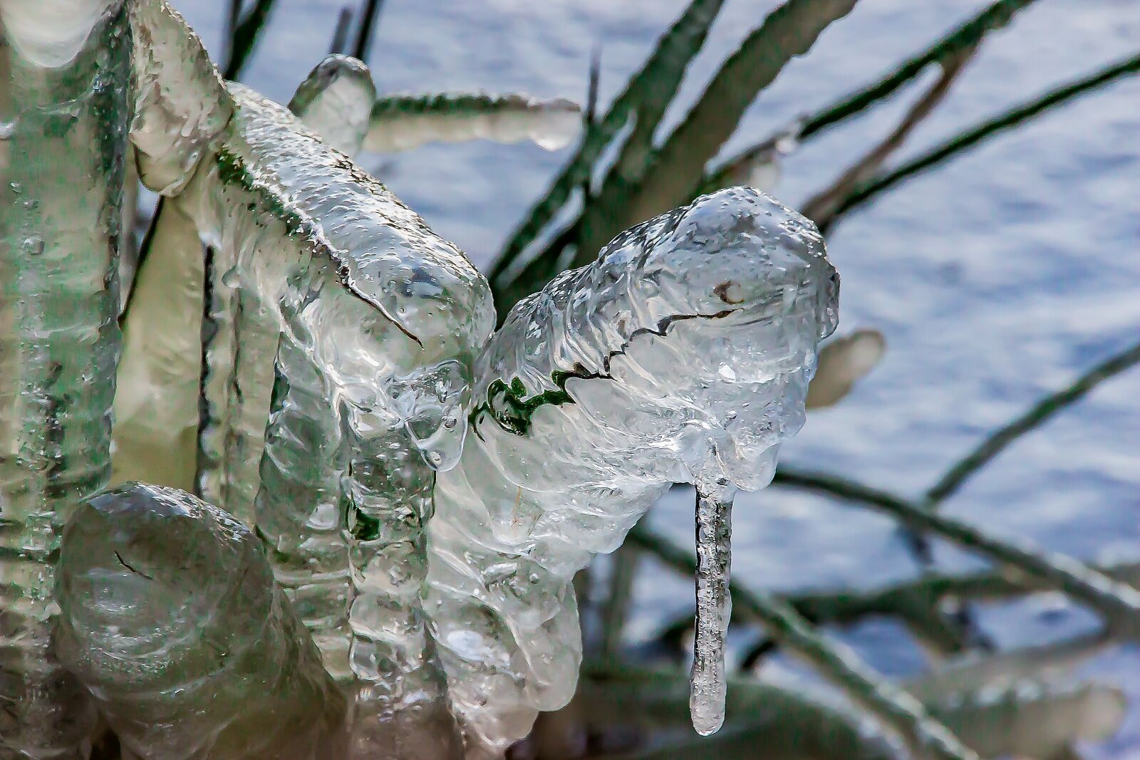 Canon EOS 650D (EOS Rebel T4i / EOS Kiss X6i) sample photo. Grasses, frozen grasses, flutter-bulrush photography