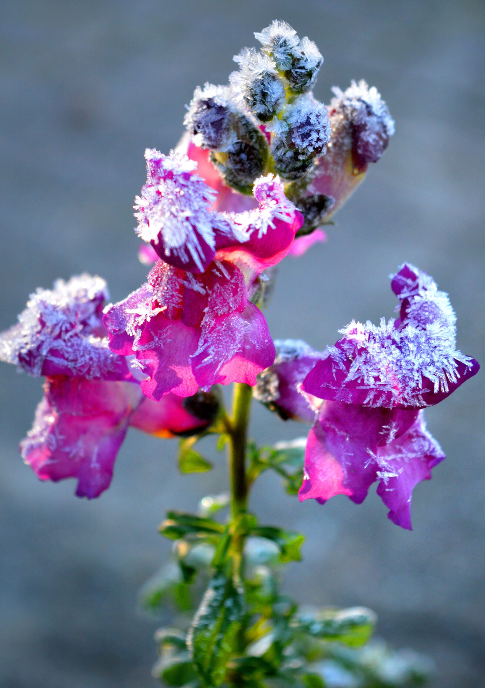Nikon D3200 sample photo. Loewenmaeulchen, flowers, eiskristalle photography