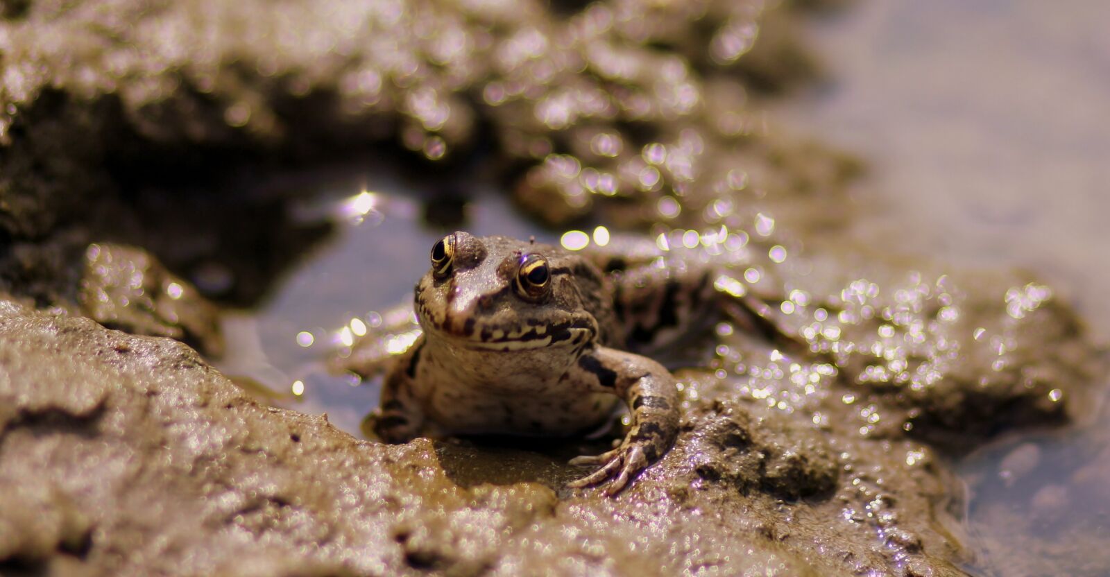 Canon EOS 700D (EOS Rebel T5i / EOS Kiss X7i) + Canon EF 85mm F1.8 USM sample photo. Frog, lake, water photography