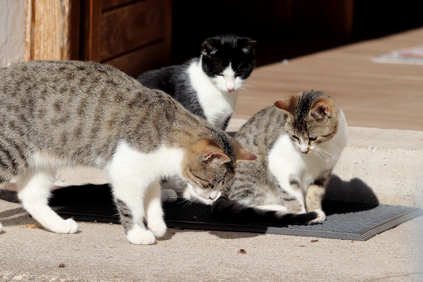 Canon EF 70-300 F4-5.6 IS II USM sample photo. Cat, pet, playful photography
