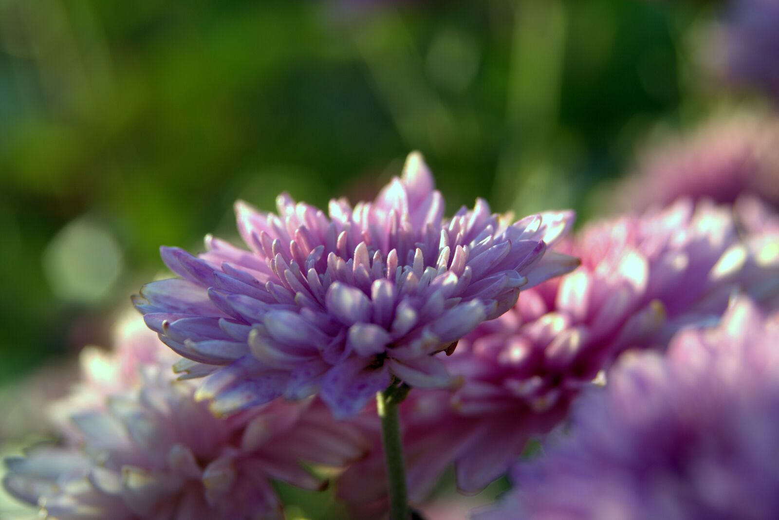 Pentax K-S2 sample photo. Flowers, blue, garden photography