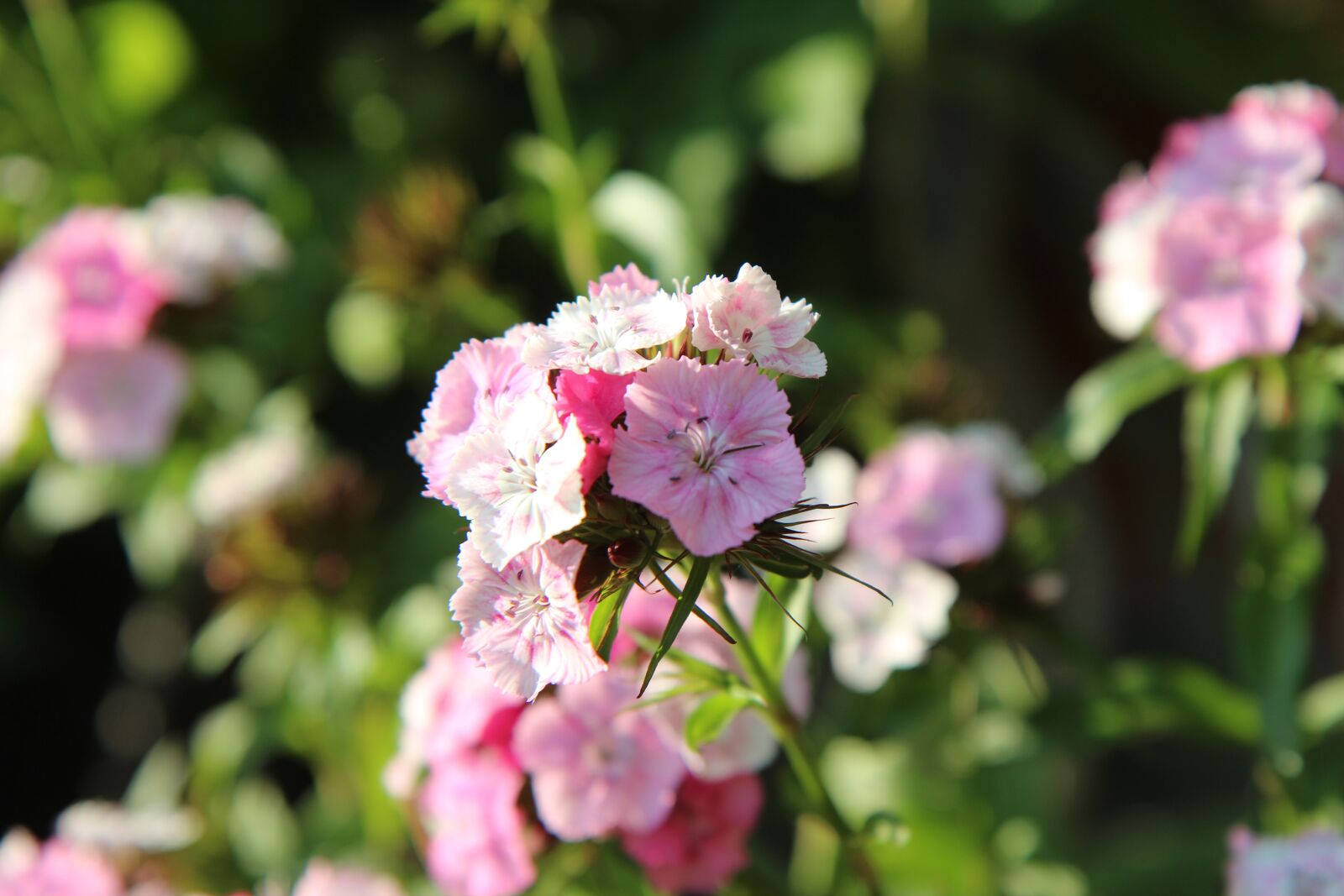 Canon EOS 600D (Rebel EOS T3i / EOS Kiss X5) sample photo. Sweet william, flowering, flowers photography
