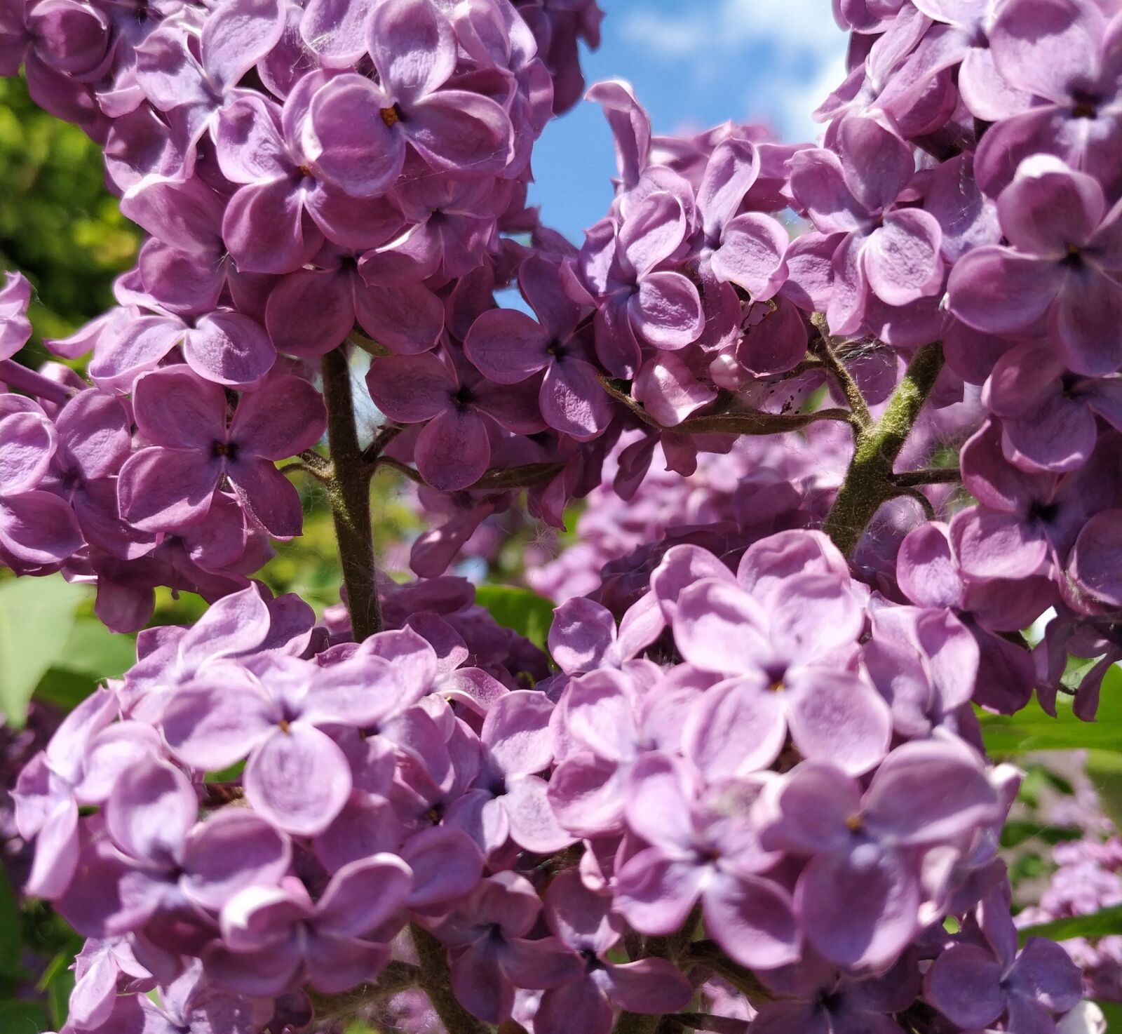 Xiaomi Mi A2 sample photo. Lilac, purple flowers, the photography