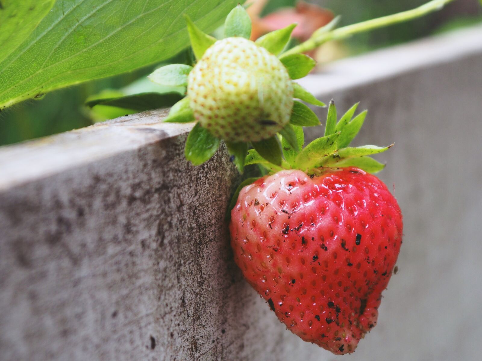 Panasonic Lumix G Vario 14-42mm F3.5-5.6 ASPH OIS sample photo. Strawberry, fruit, food photography