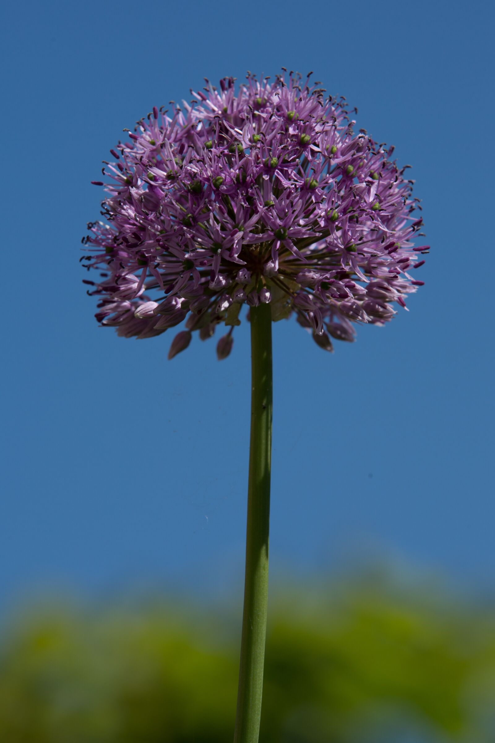 Canon EF 70-200mm F2.8L IS II USM sample photo. Uienbol, bol, bloom photography