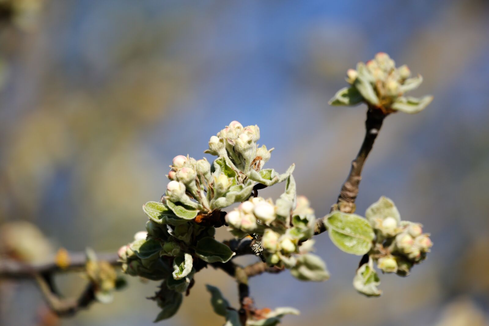 Canon EF 100-400mm F4.5-5.6L IS USM sample photo. Spring, engine, scion photography